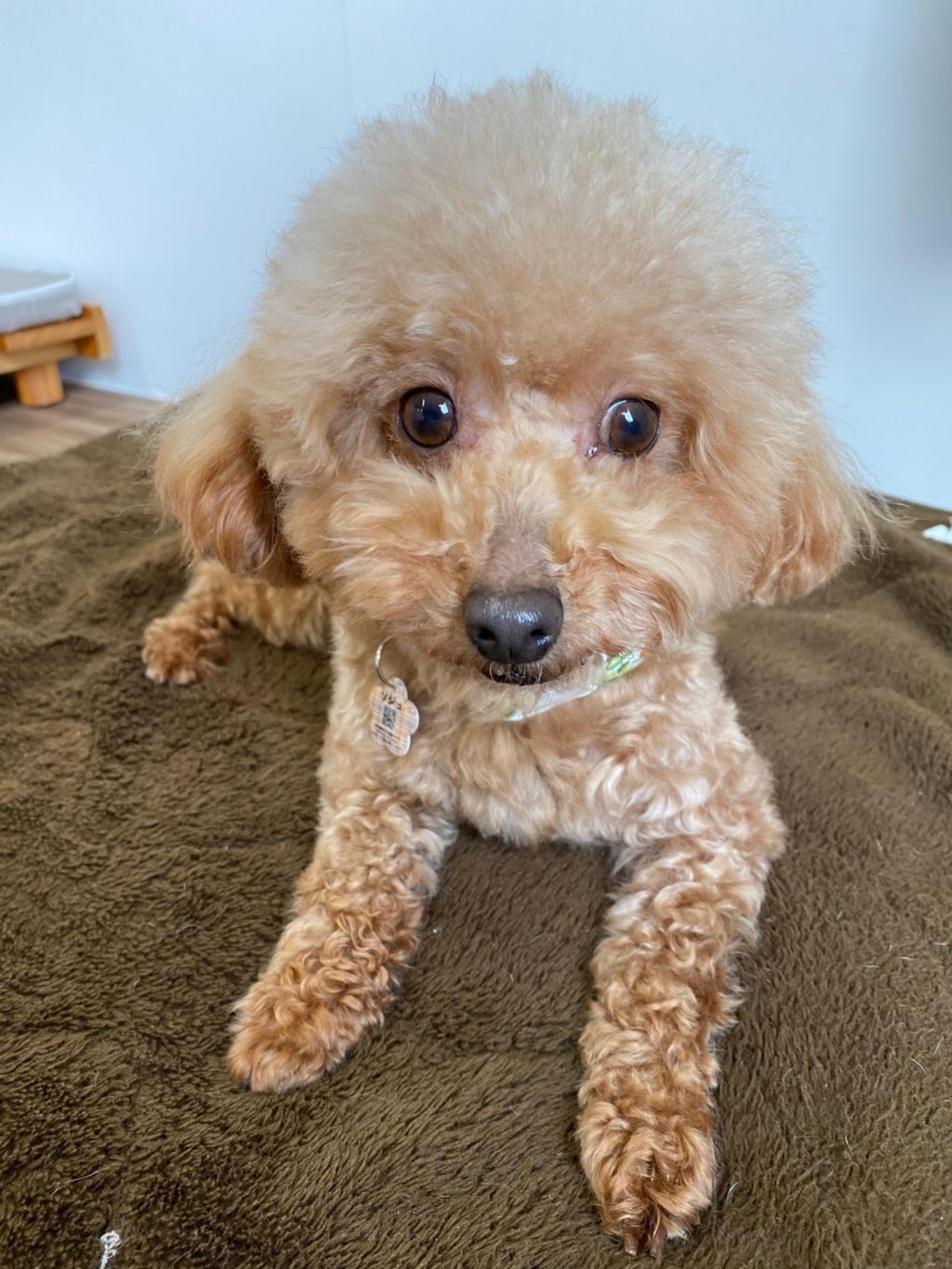 pet-image-2