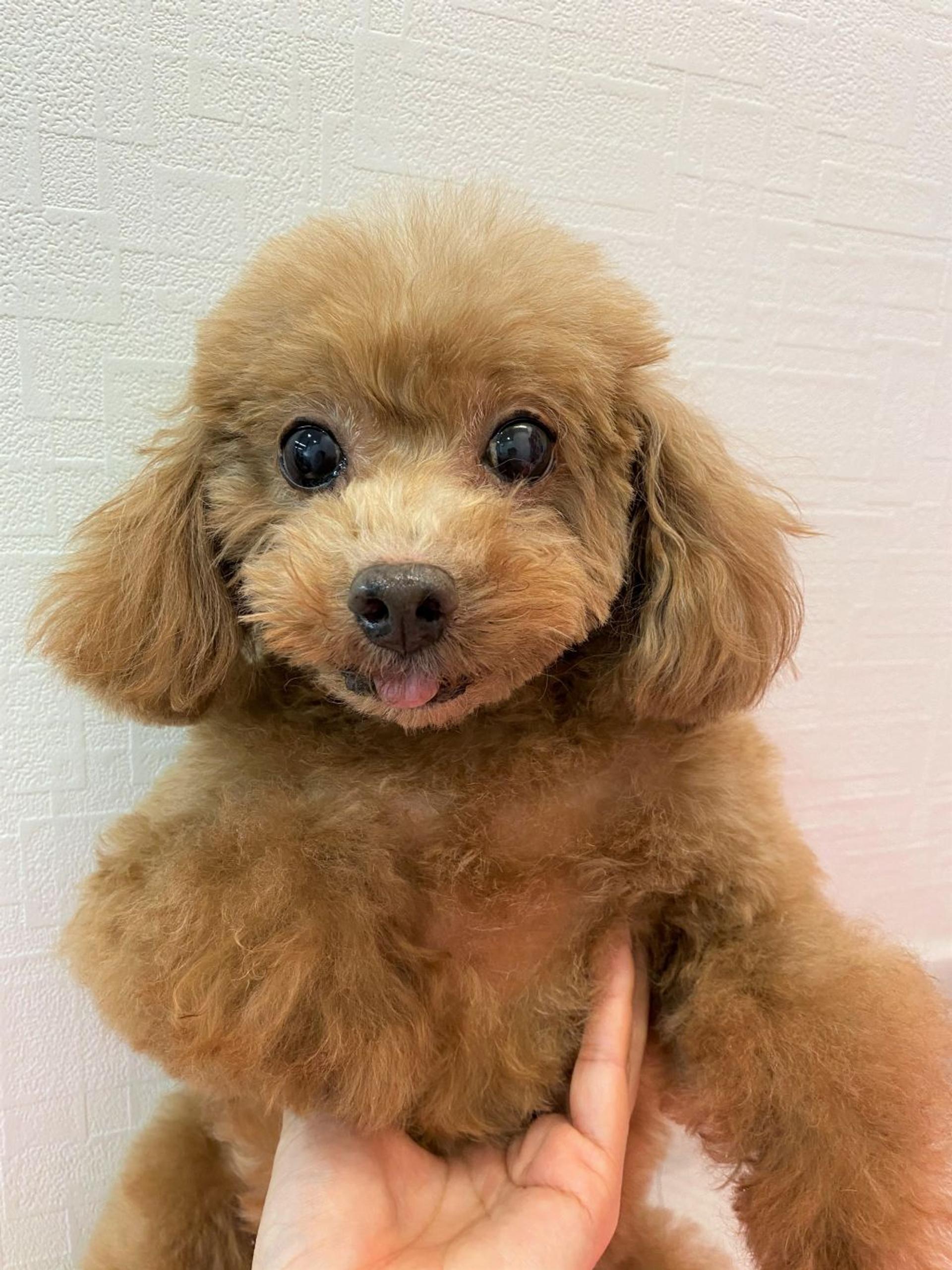 pet-image-2