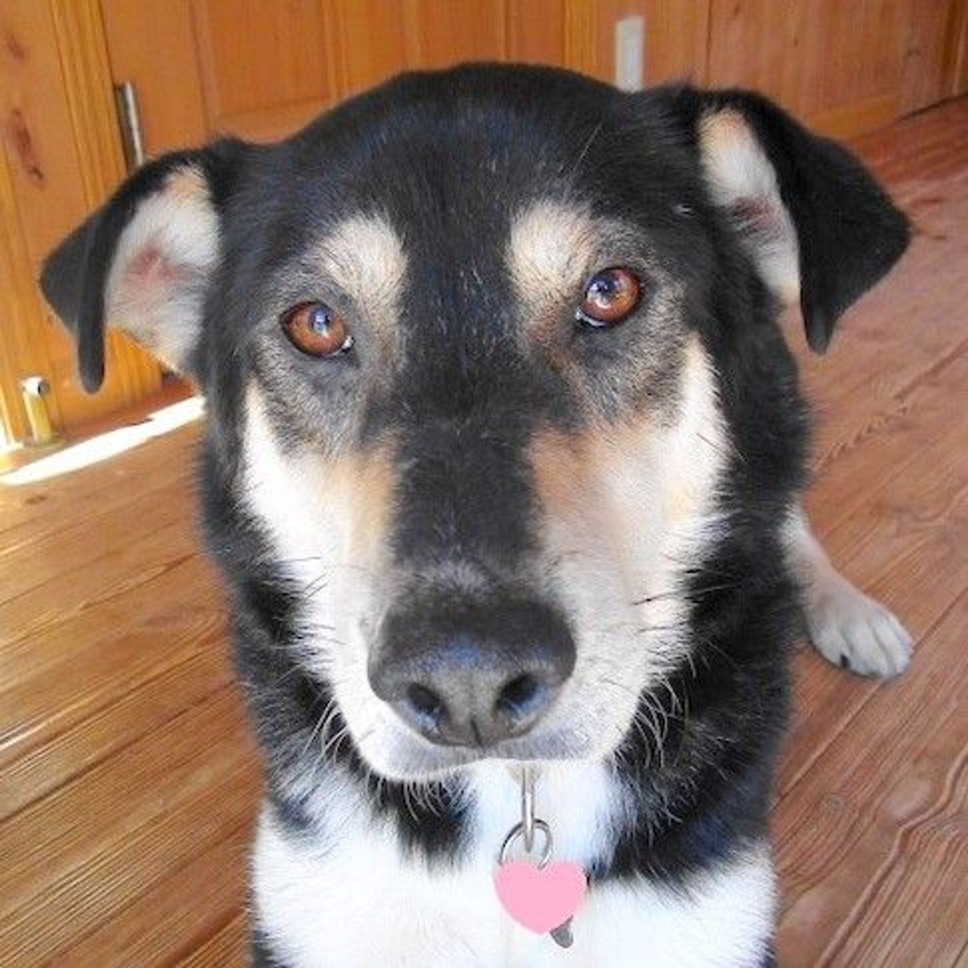 雑種（ミックス犬）・オスの里親募集の写真