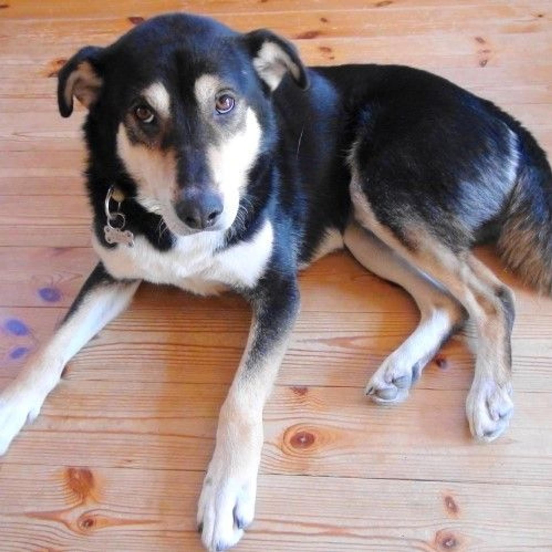 pet-image-2