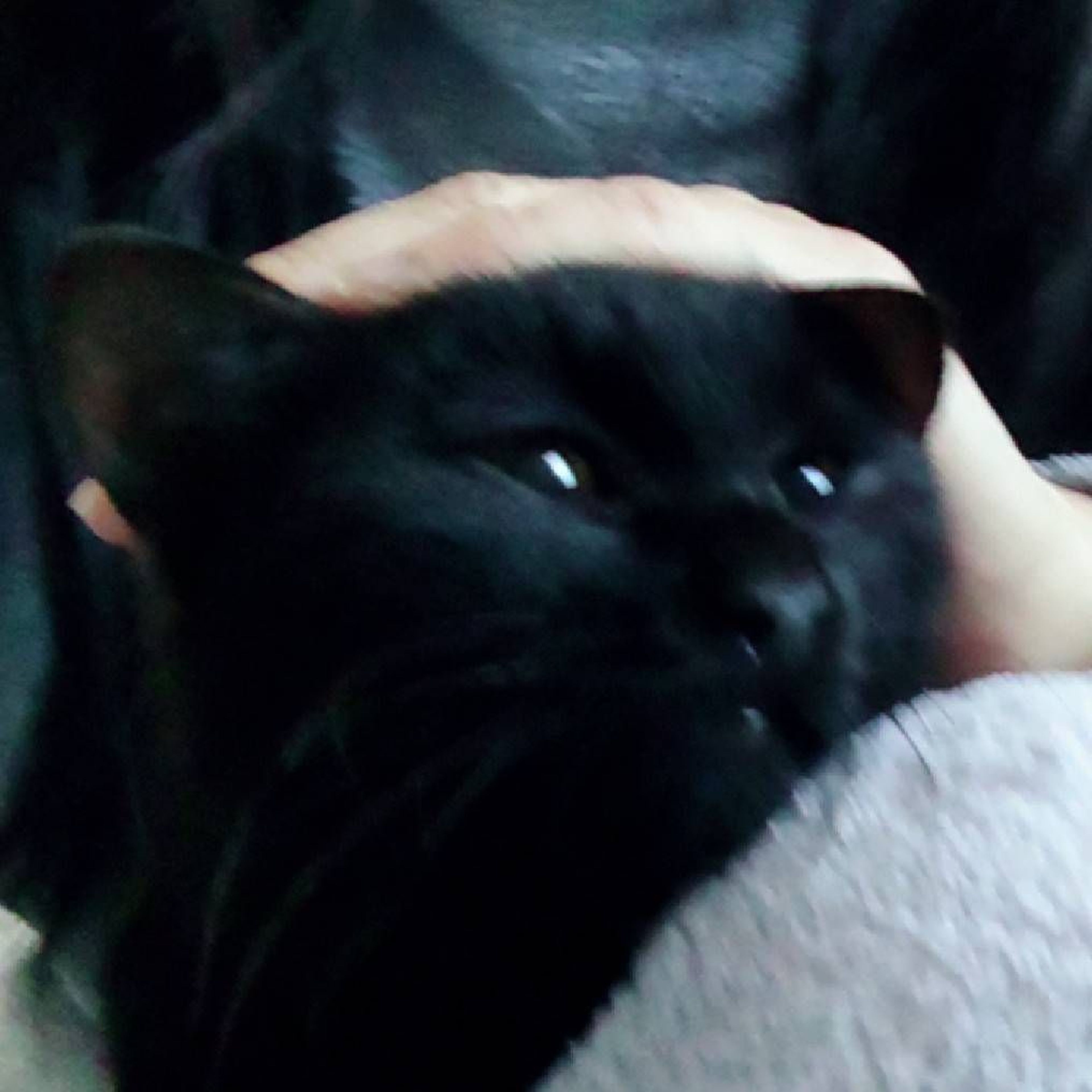 雑種（ミックス猫）・オスの里親募集の写真