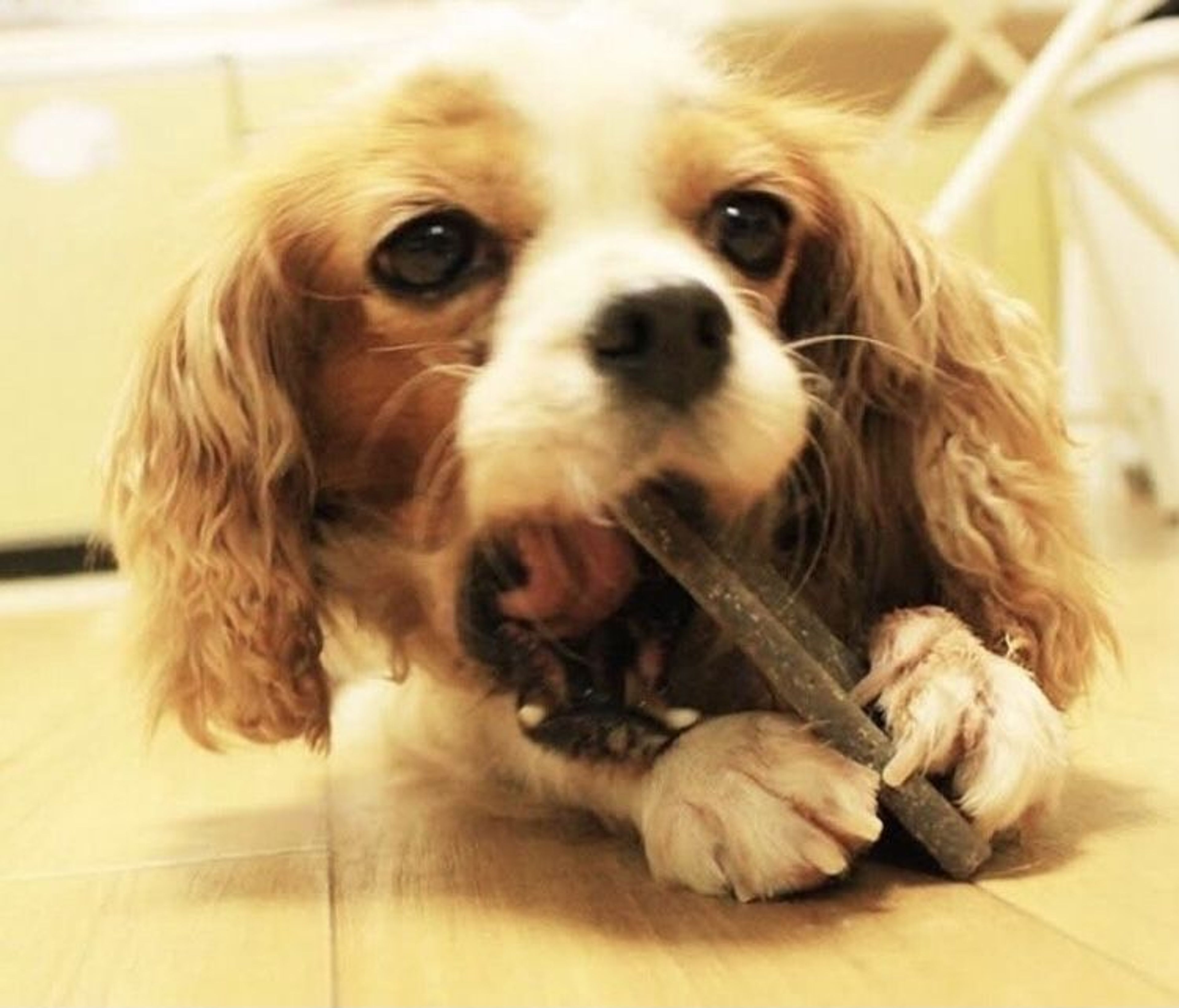 pet-image-2