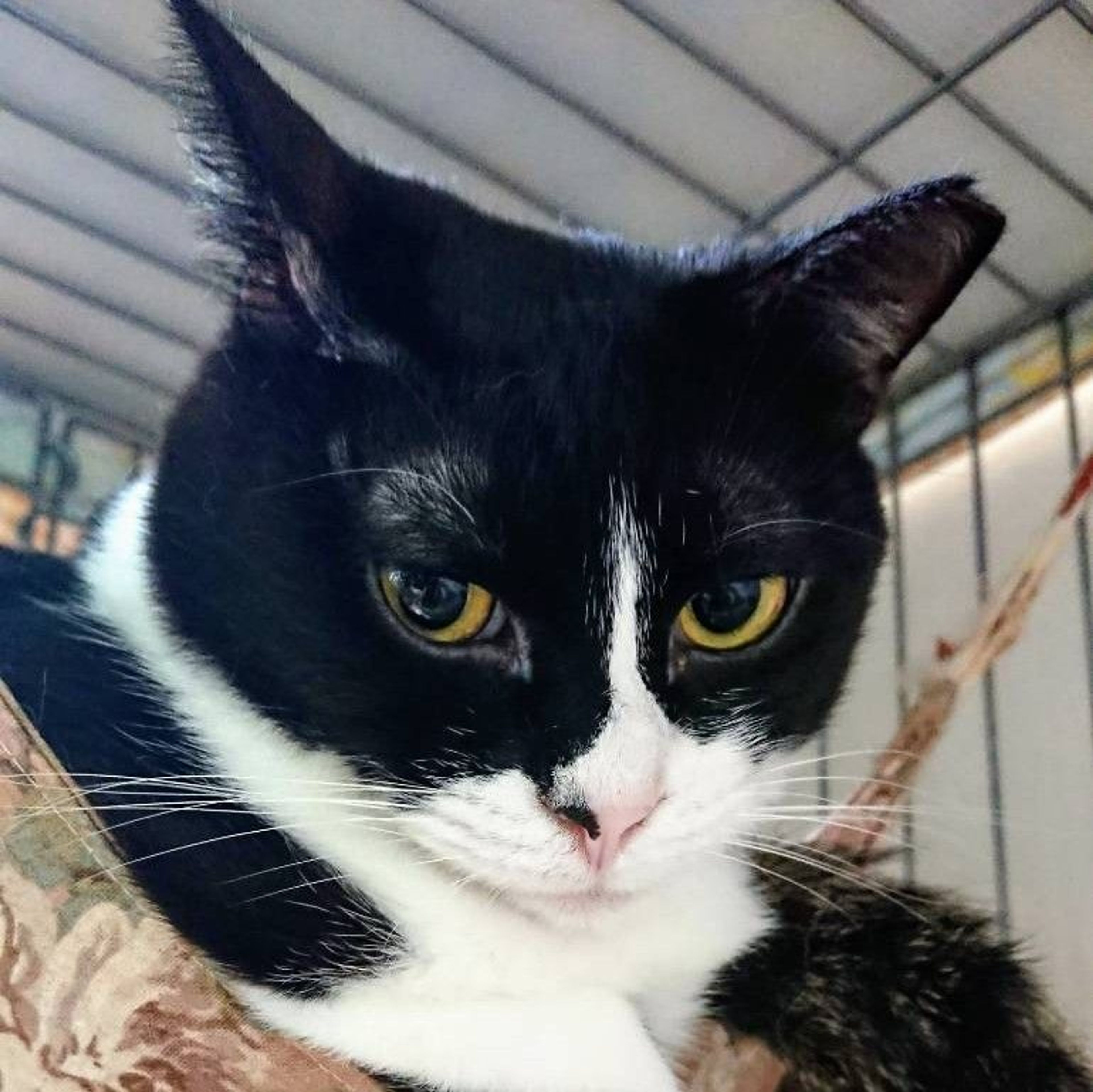 雑種（ミックス猫）・メスの里親募集の写真