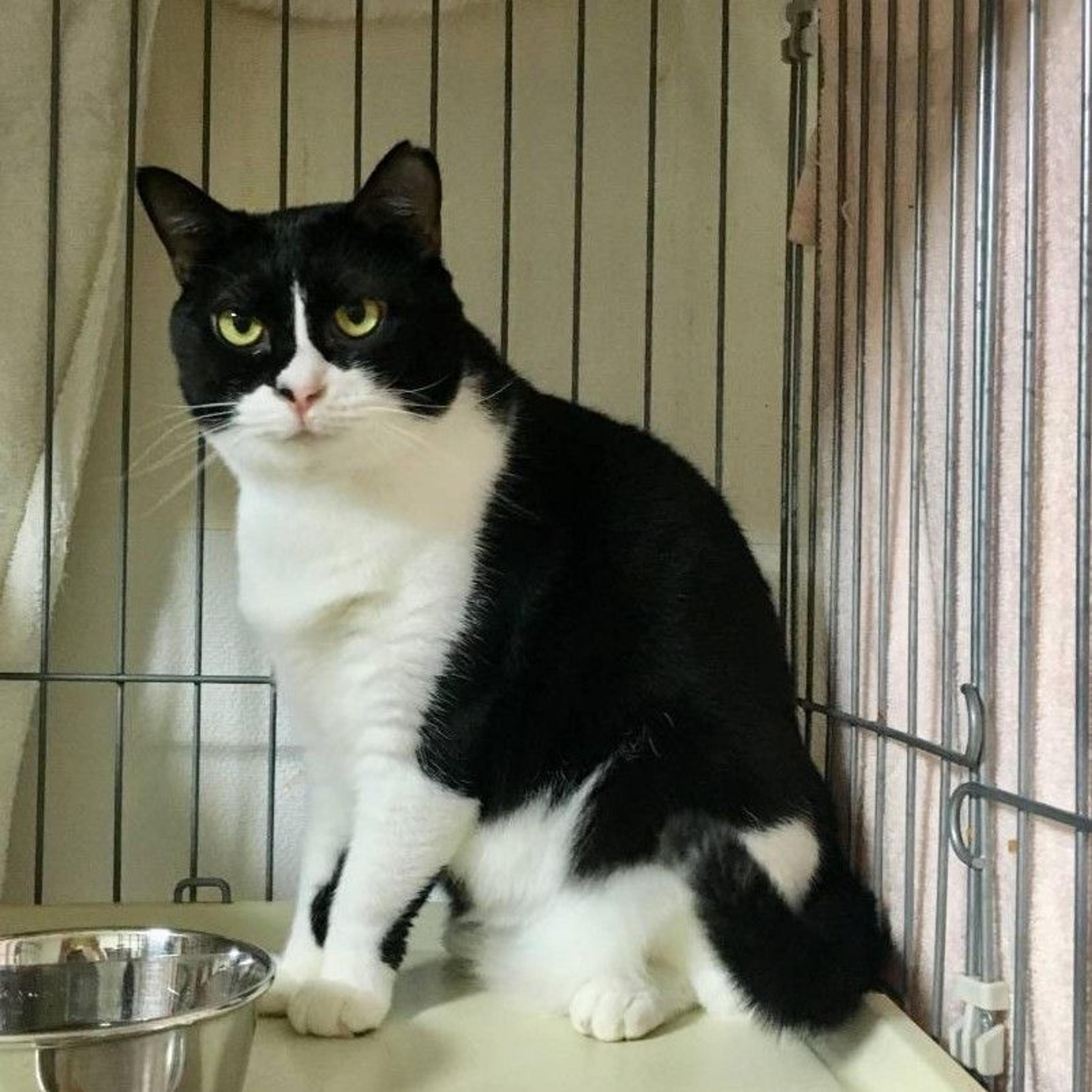 pet-image-2