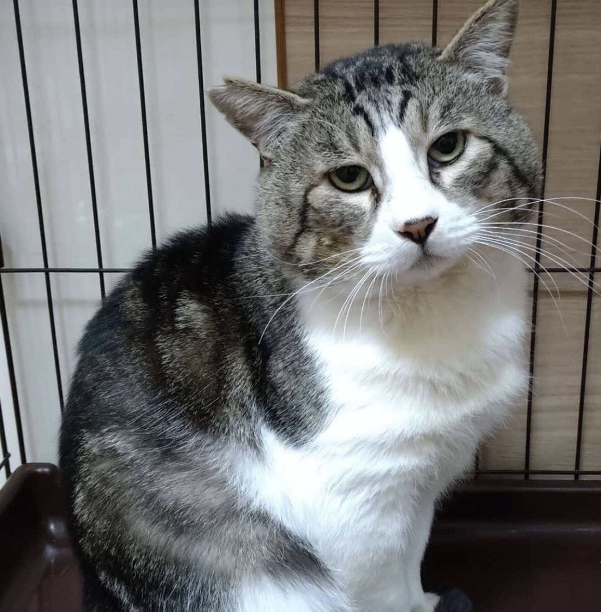 雑種（ミックス猫）・オスの里親募集の写真