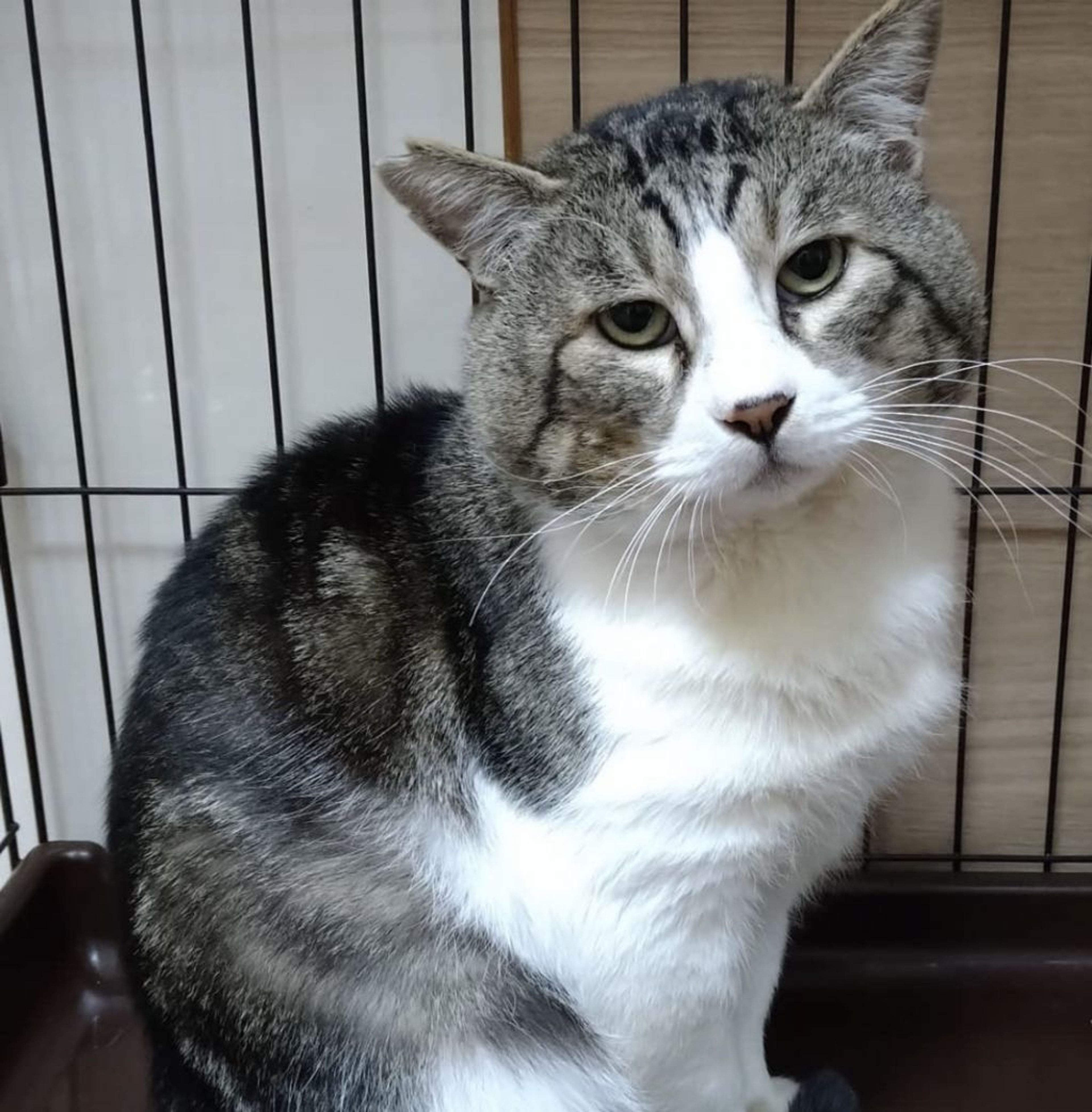 雑種（ミックス猫）・オスの里親募集の写真