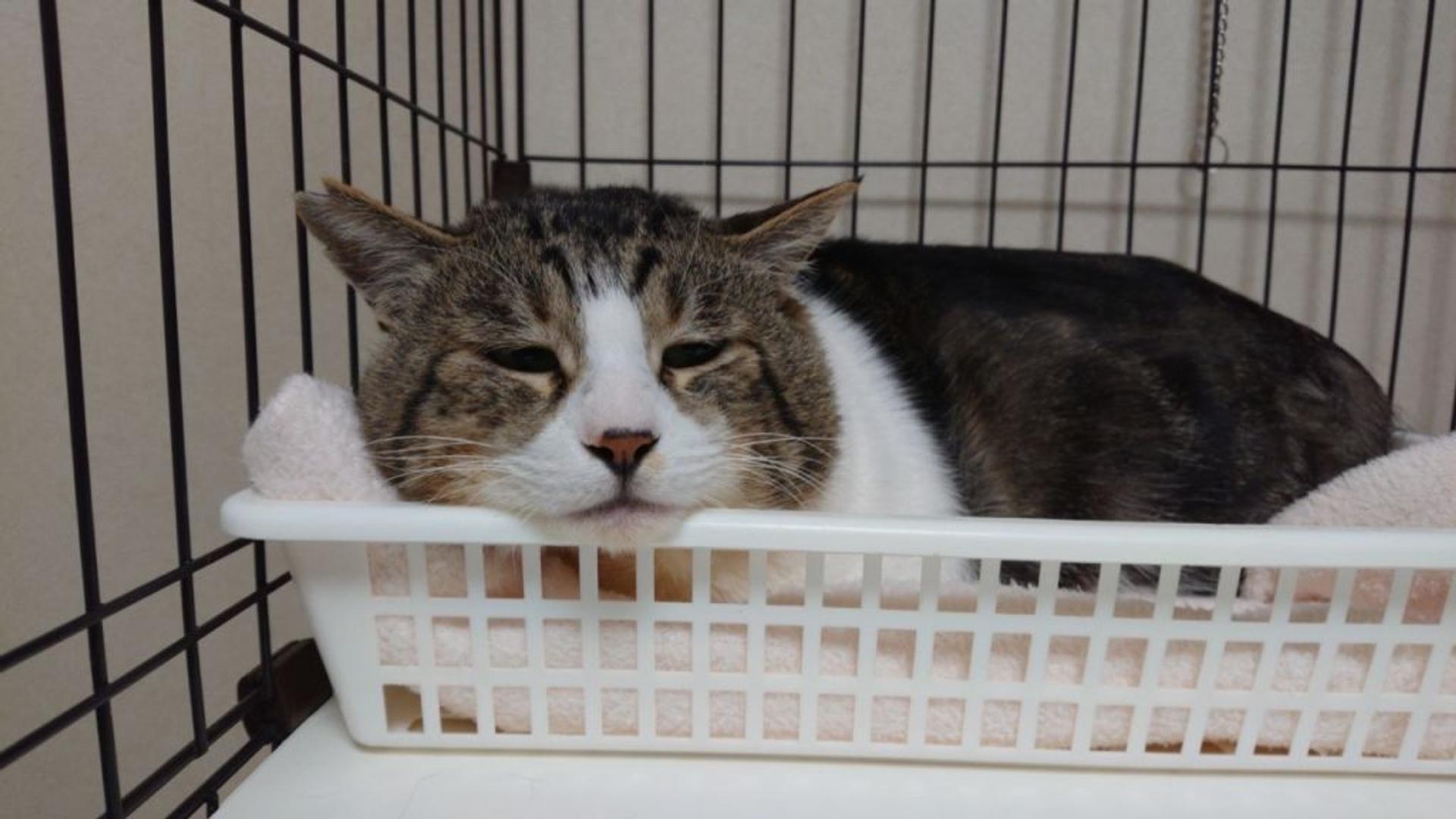 pet-image-3