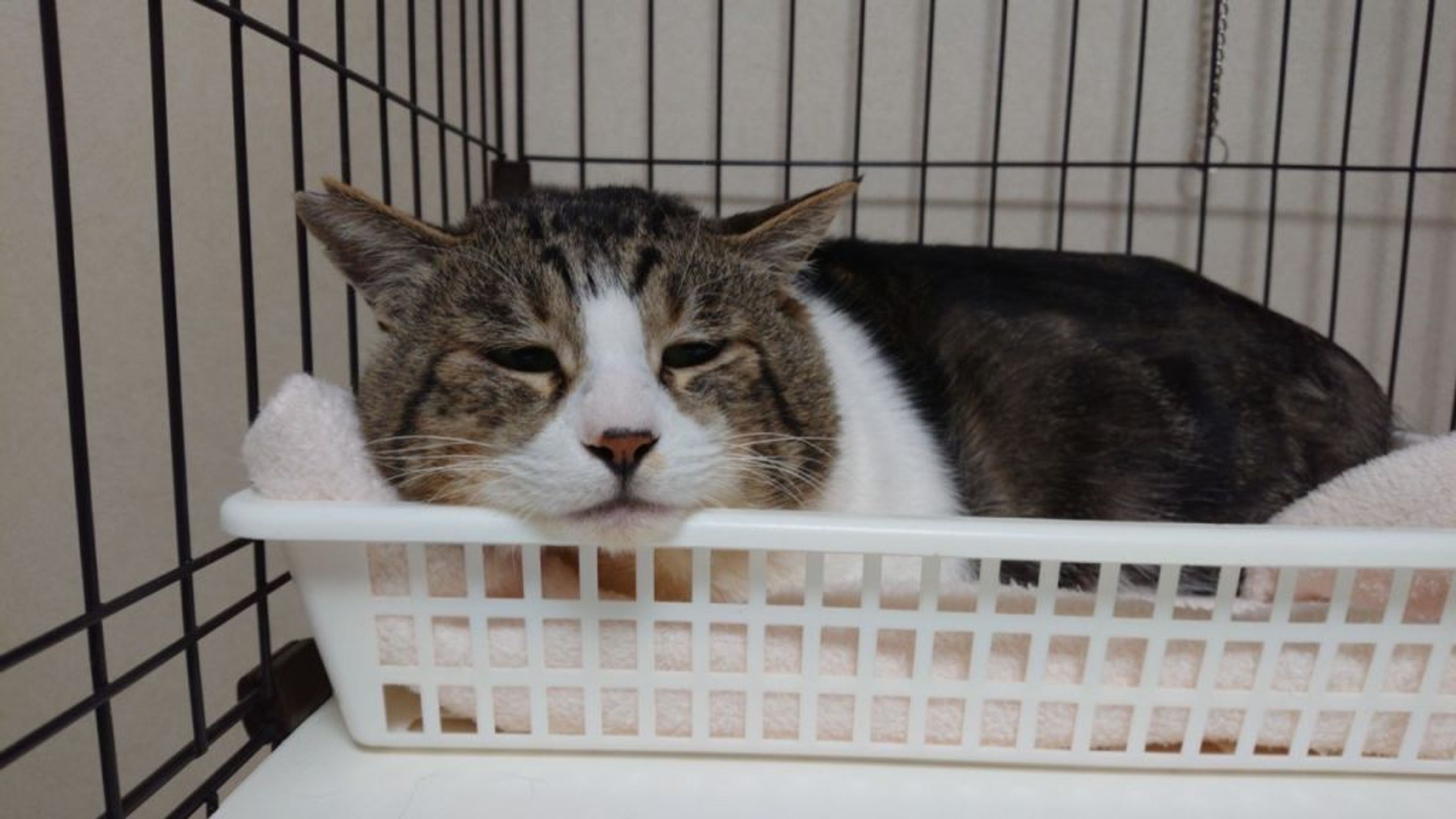 pet-image-3