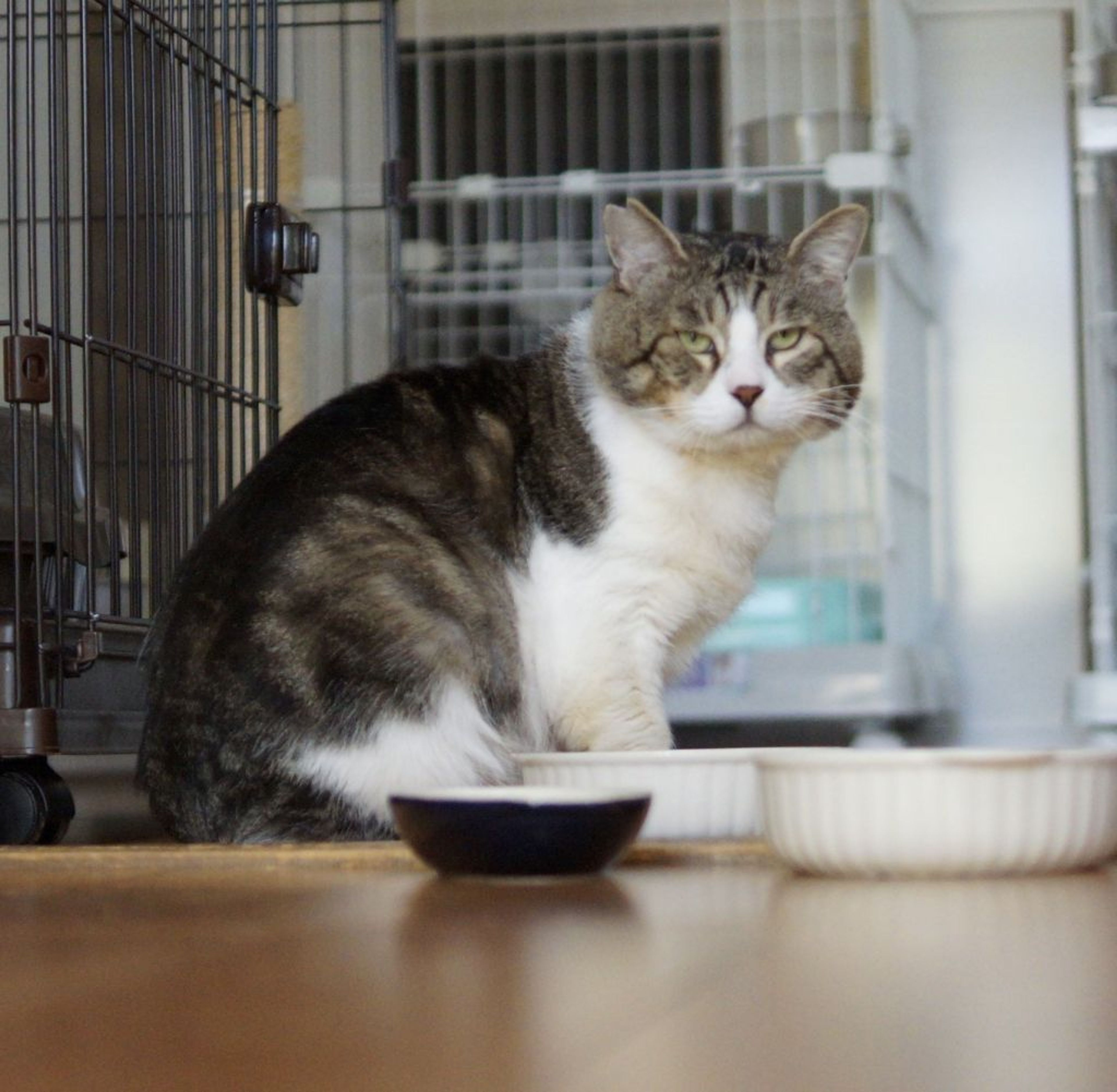 pet-image-5