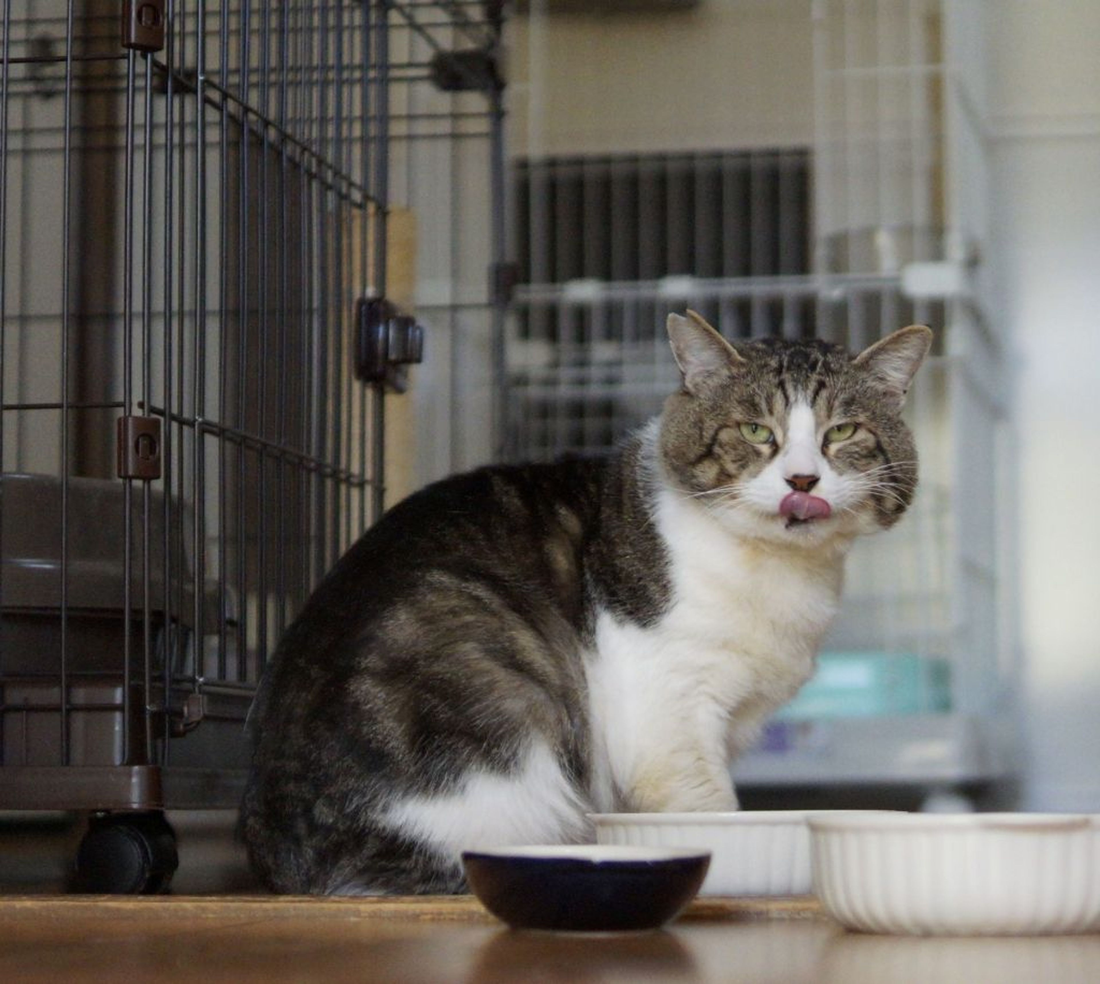 pet-image-7