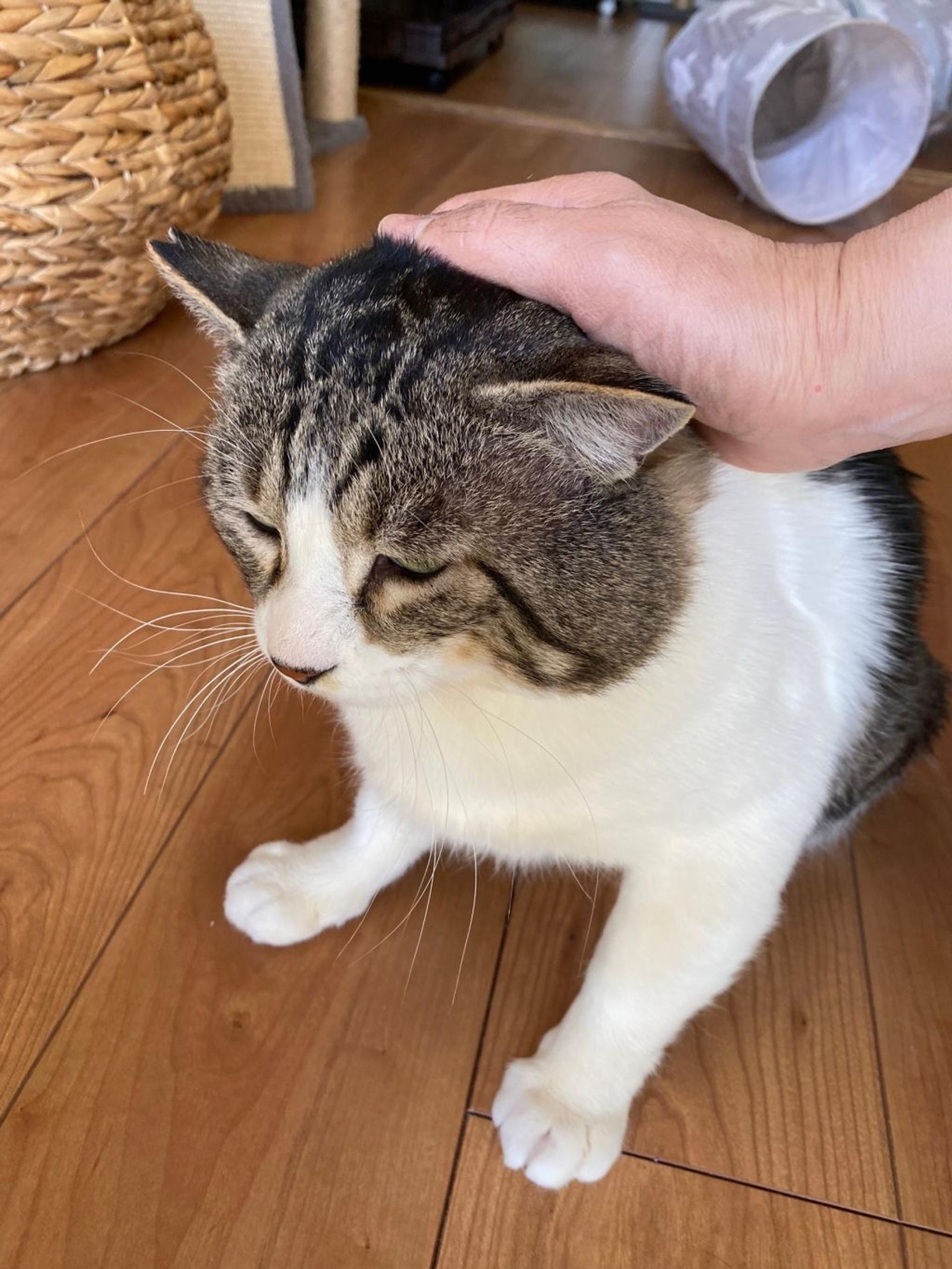 pet-image-8