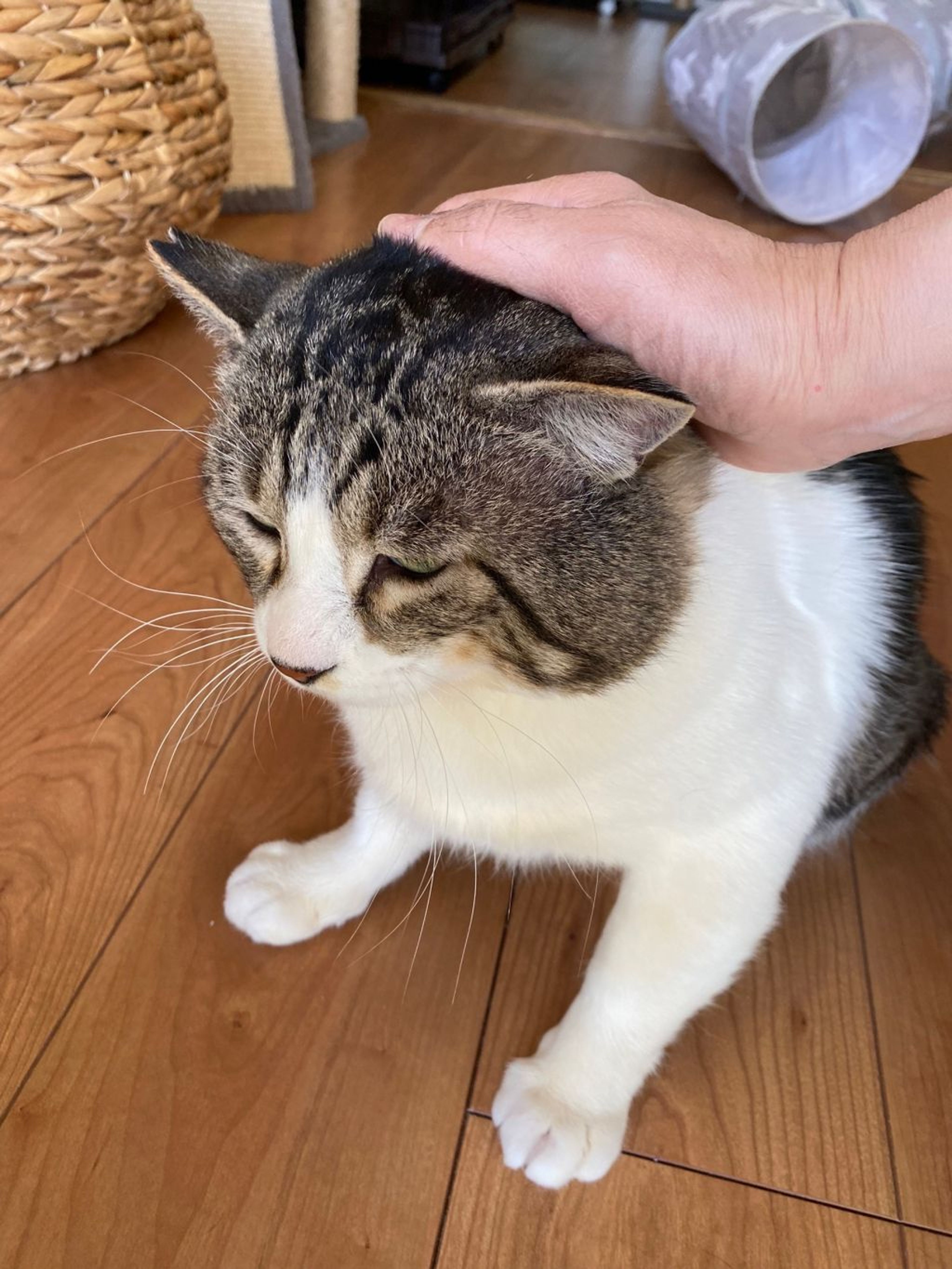 pet-image-8