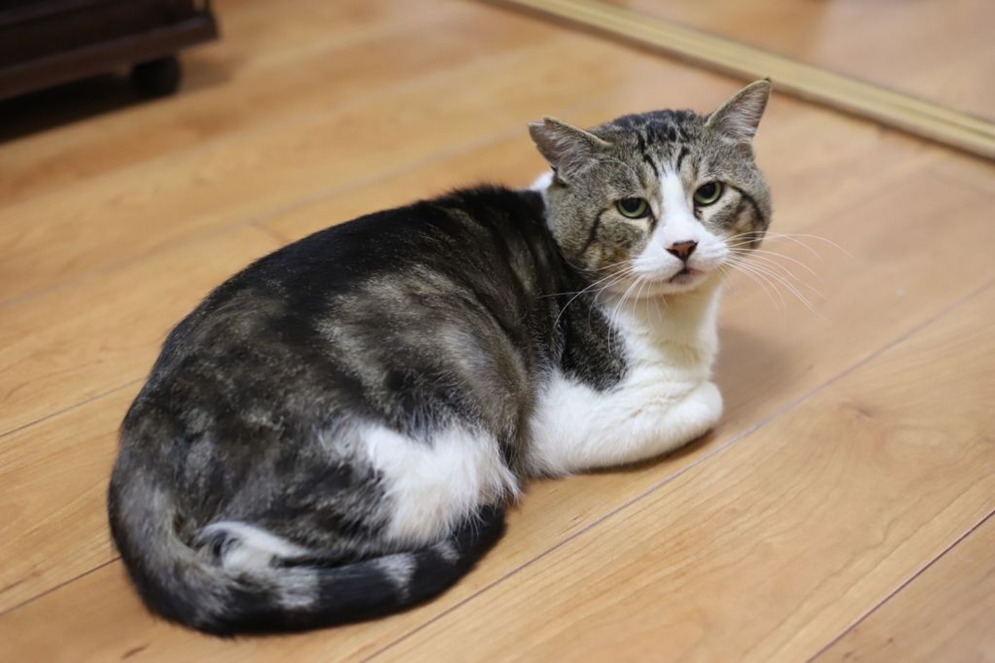 pet-image-9