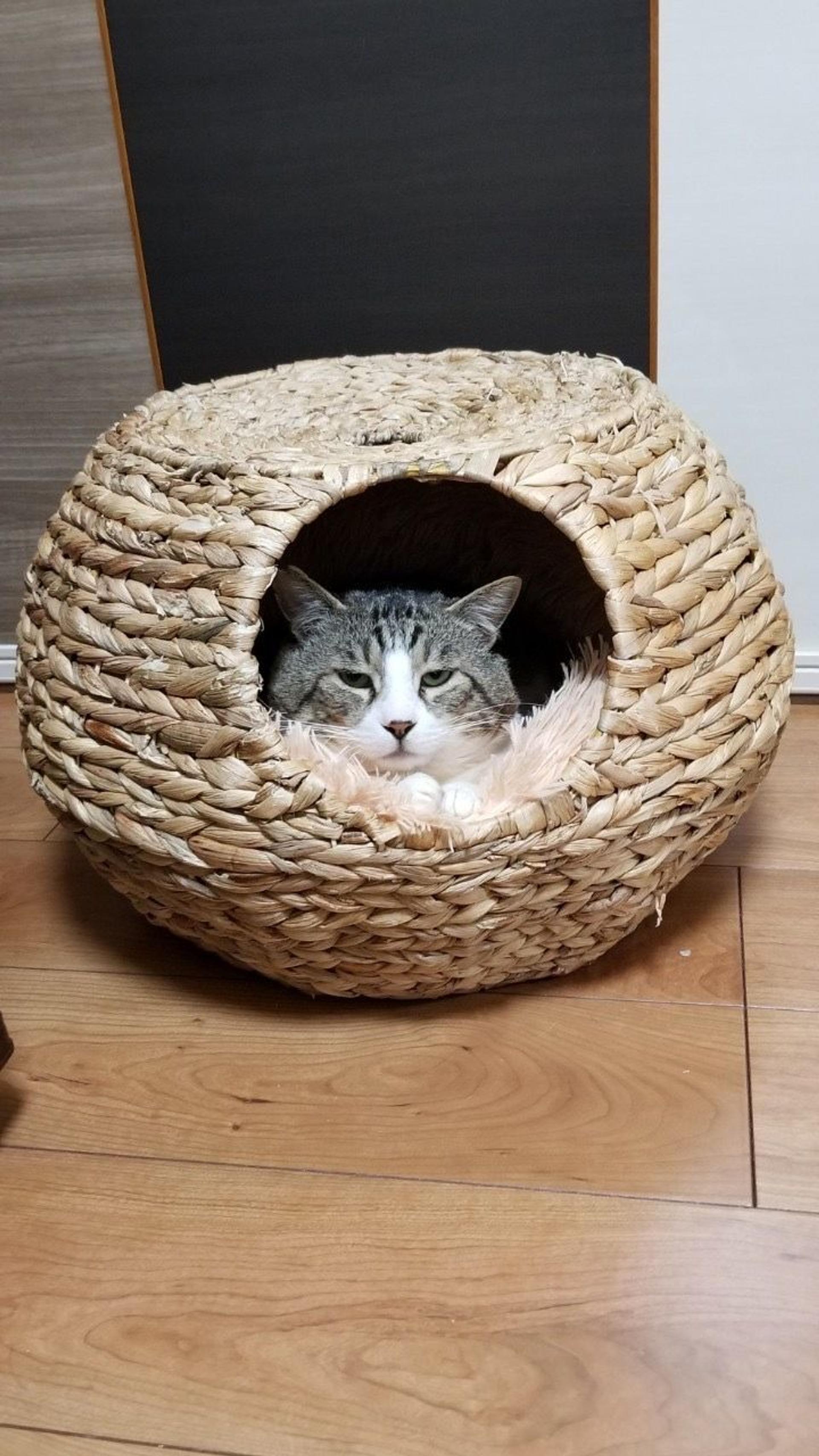 pet-image-2