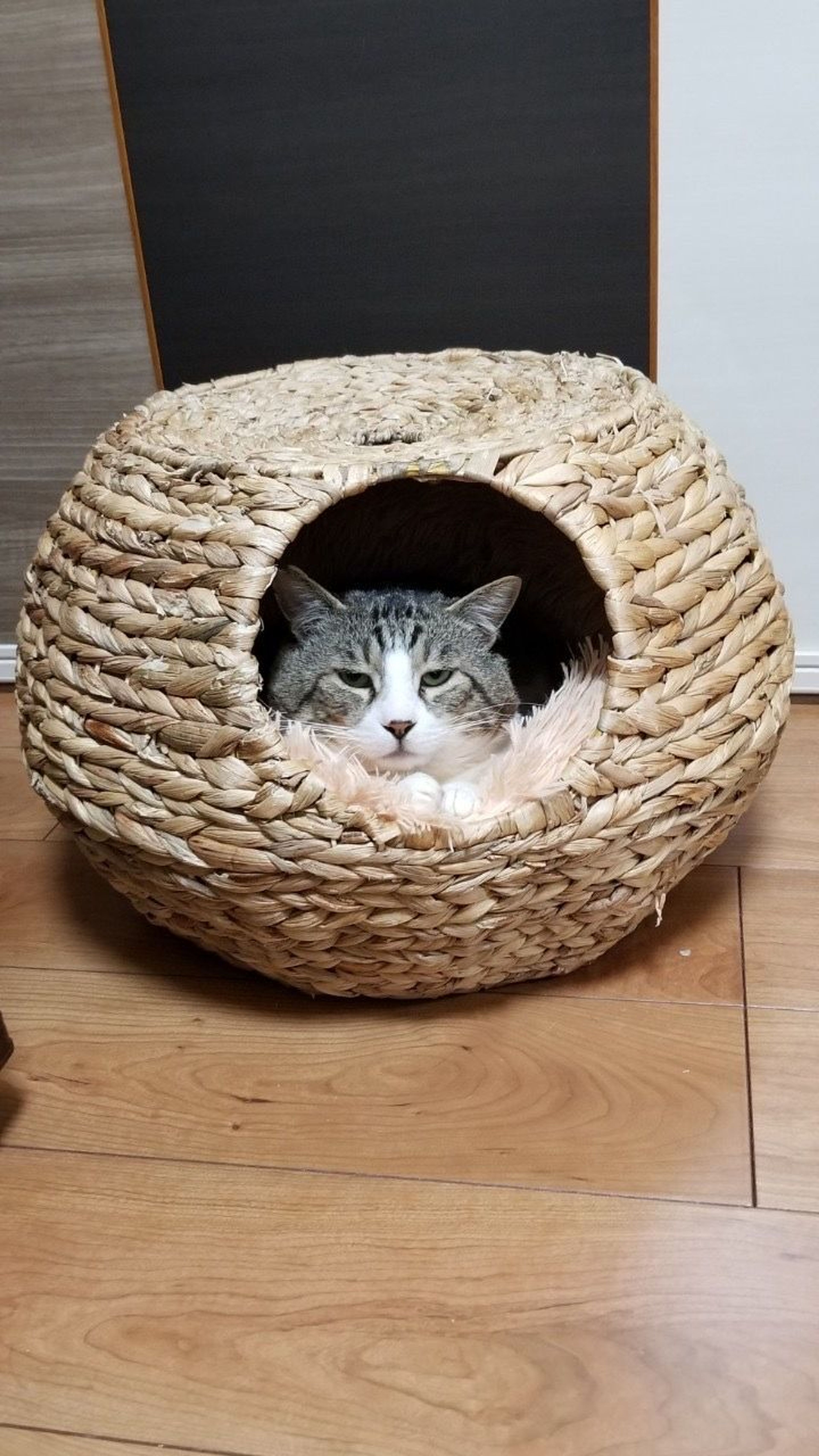 pet-image-2