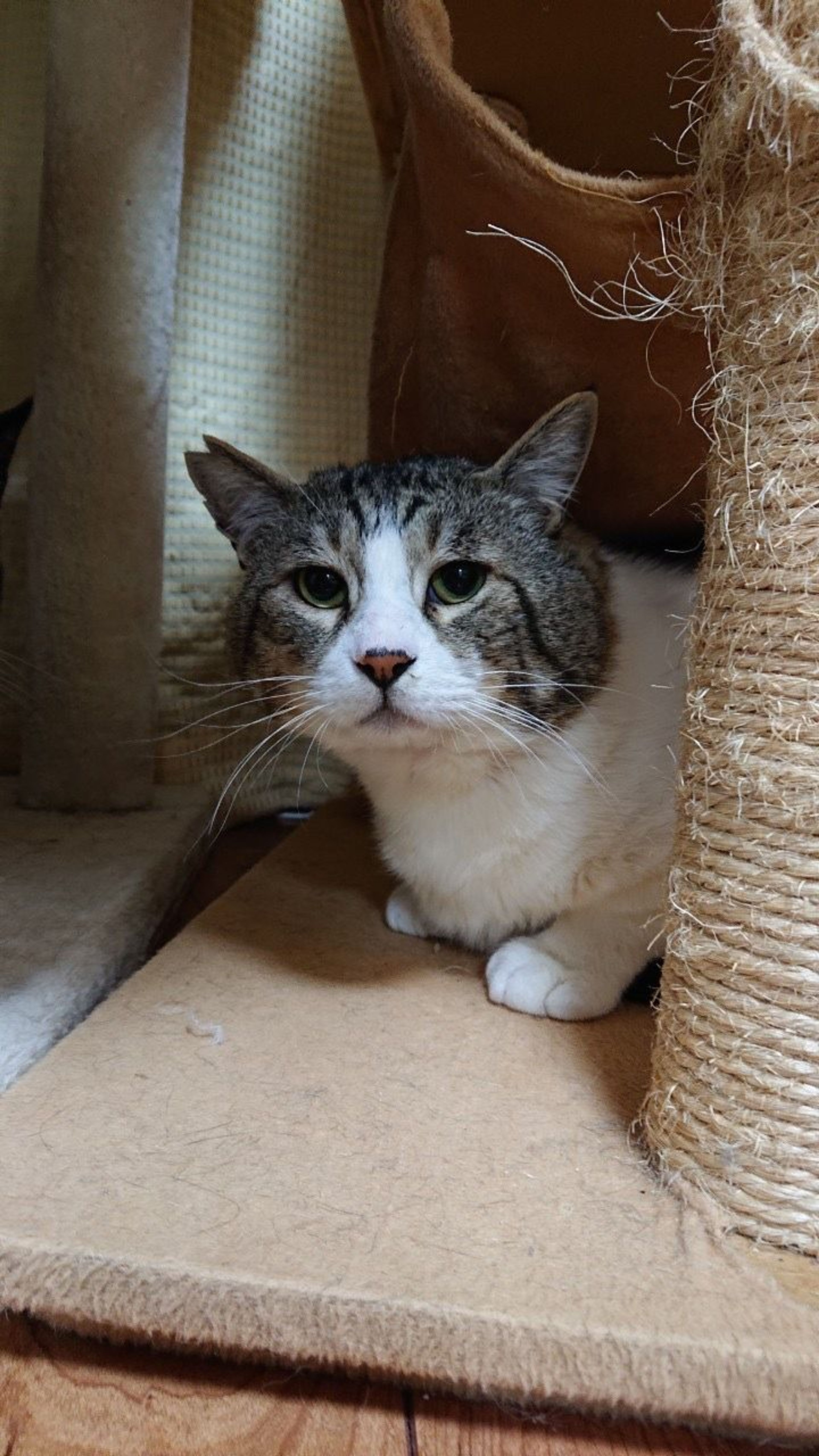 pet-image-4