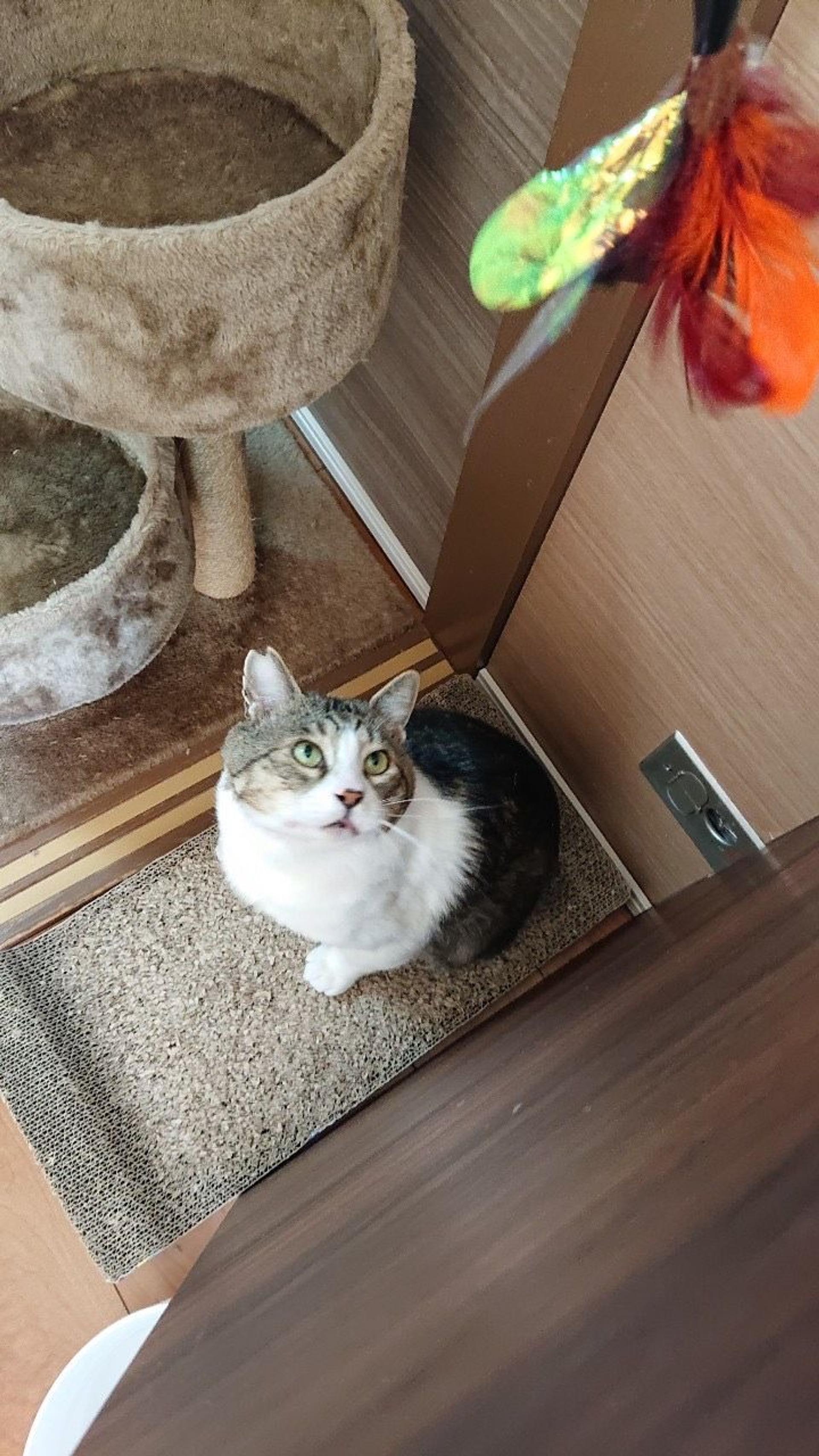 pet-image-6