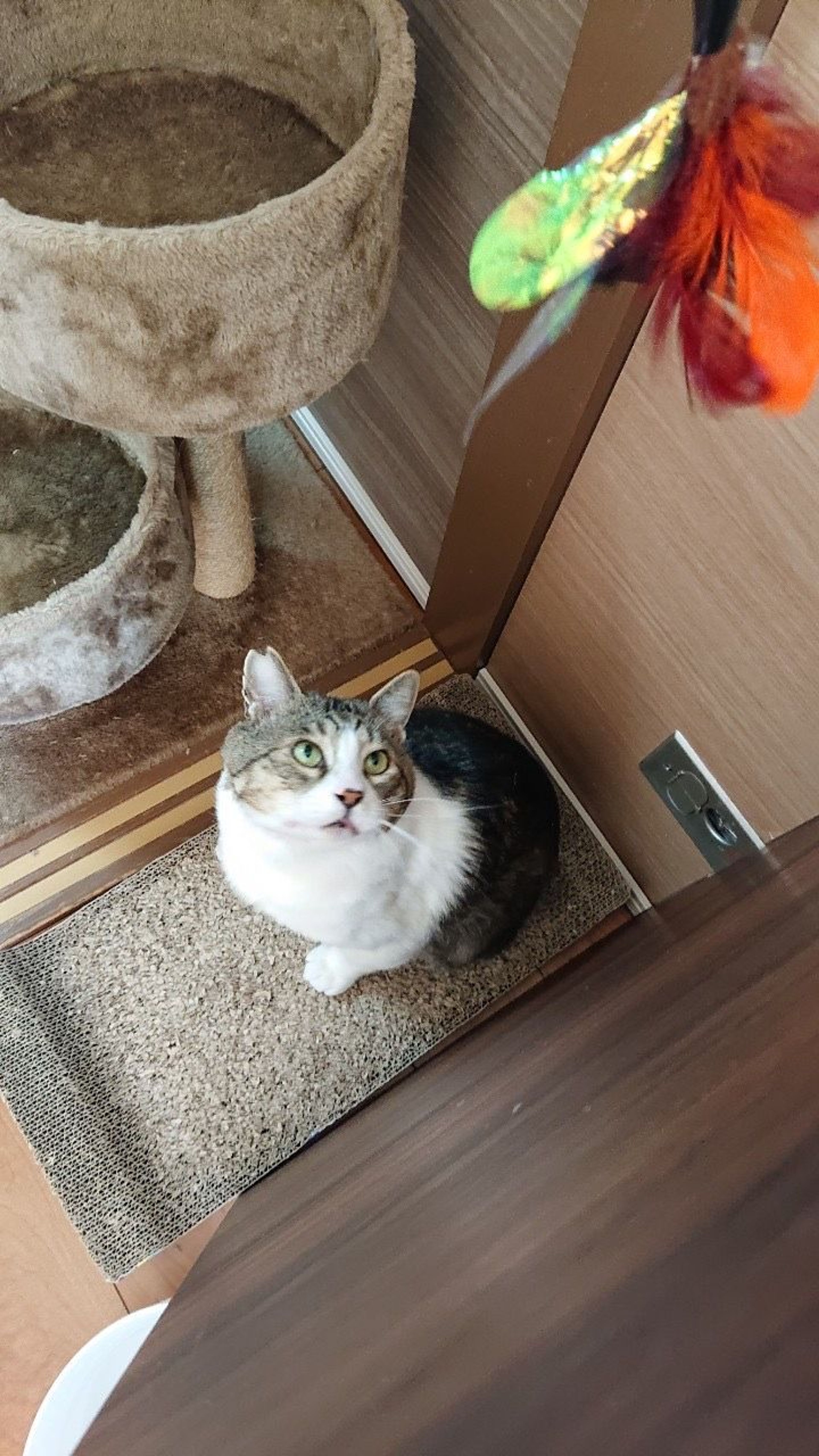 pet-image-6