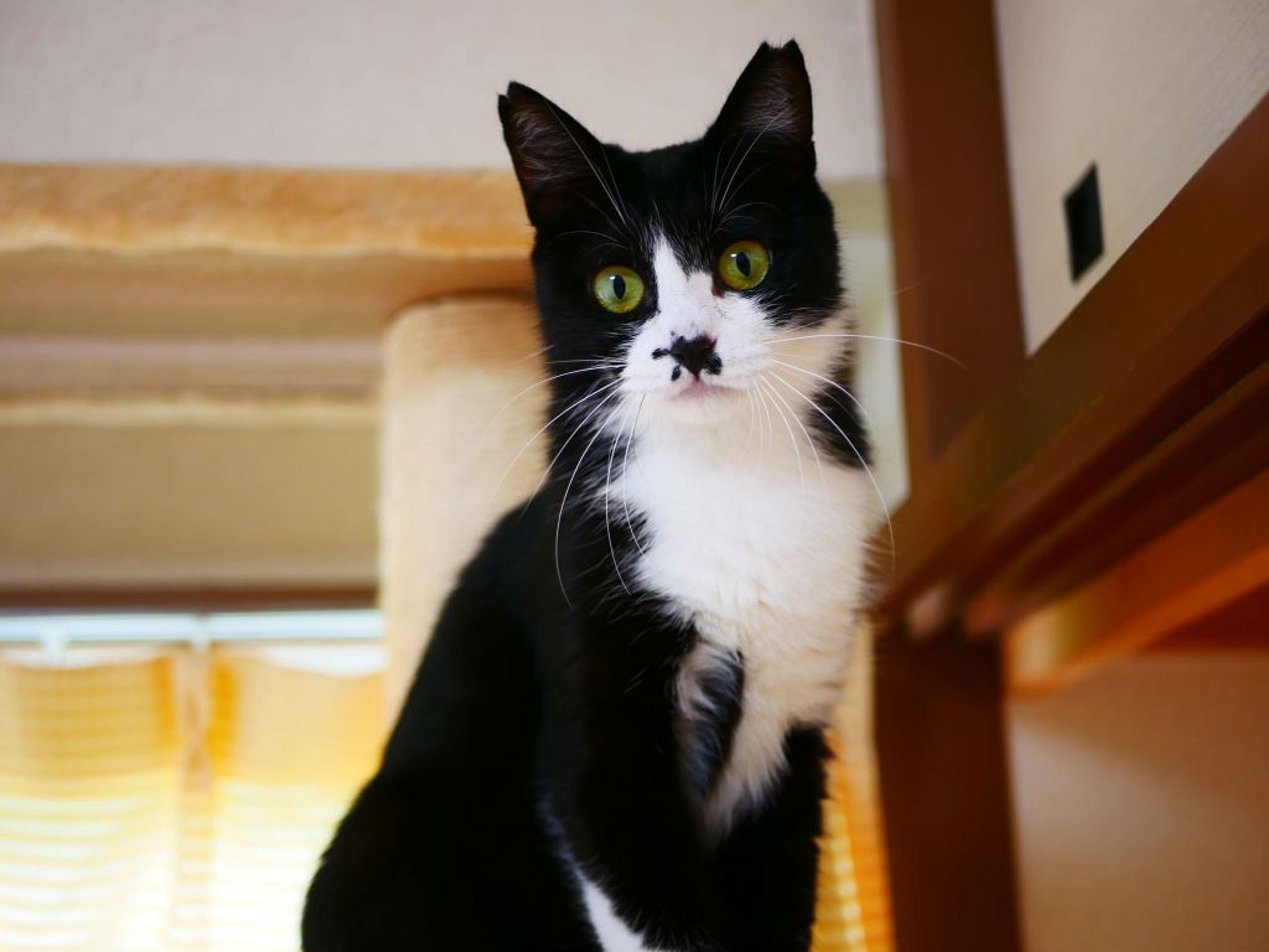 pet-image-2