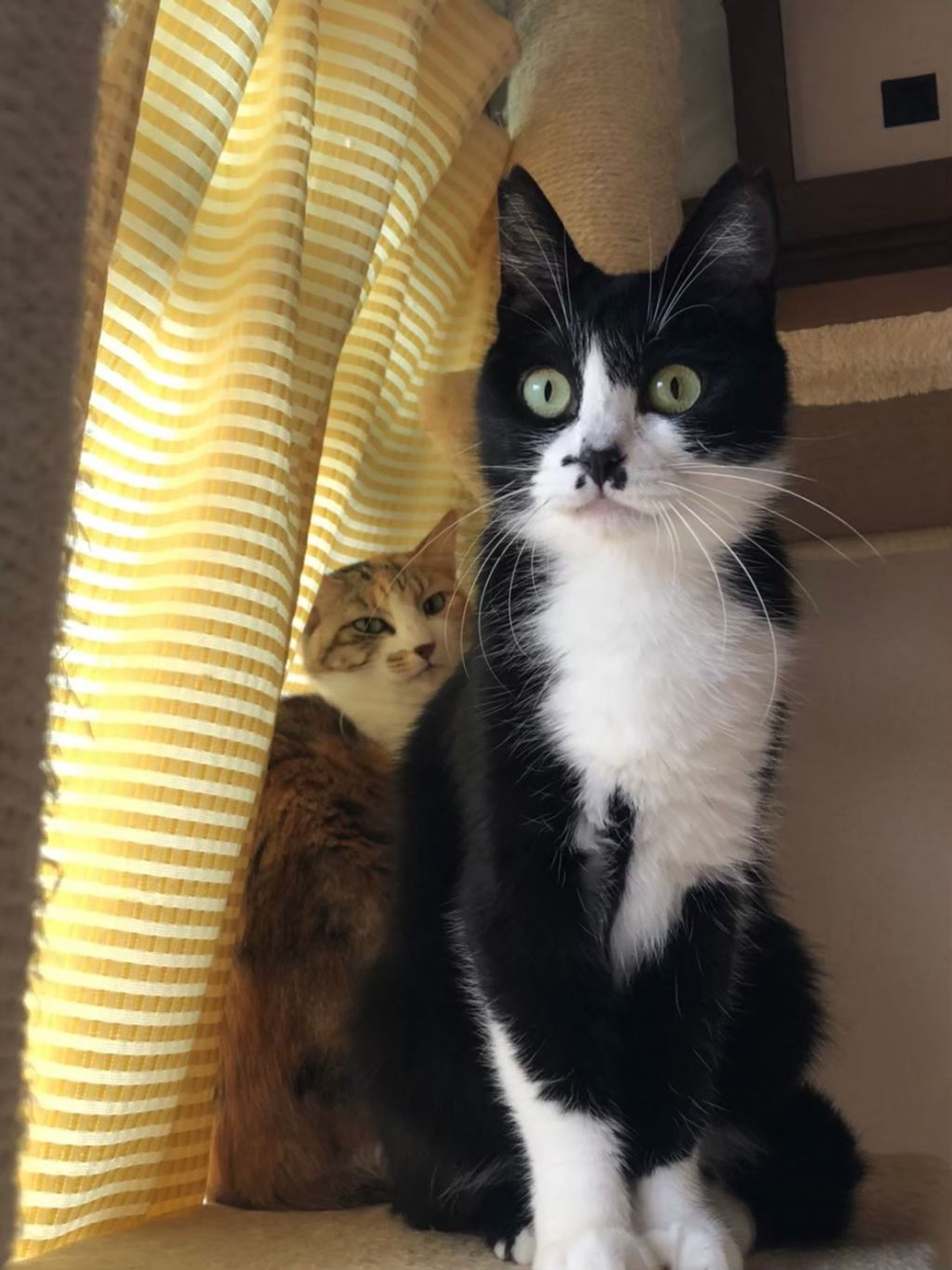 pet-image-3