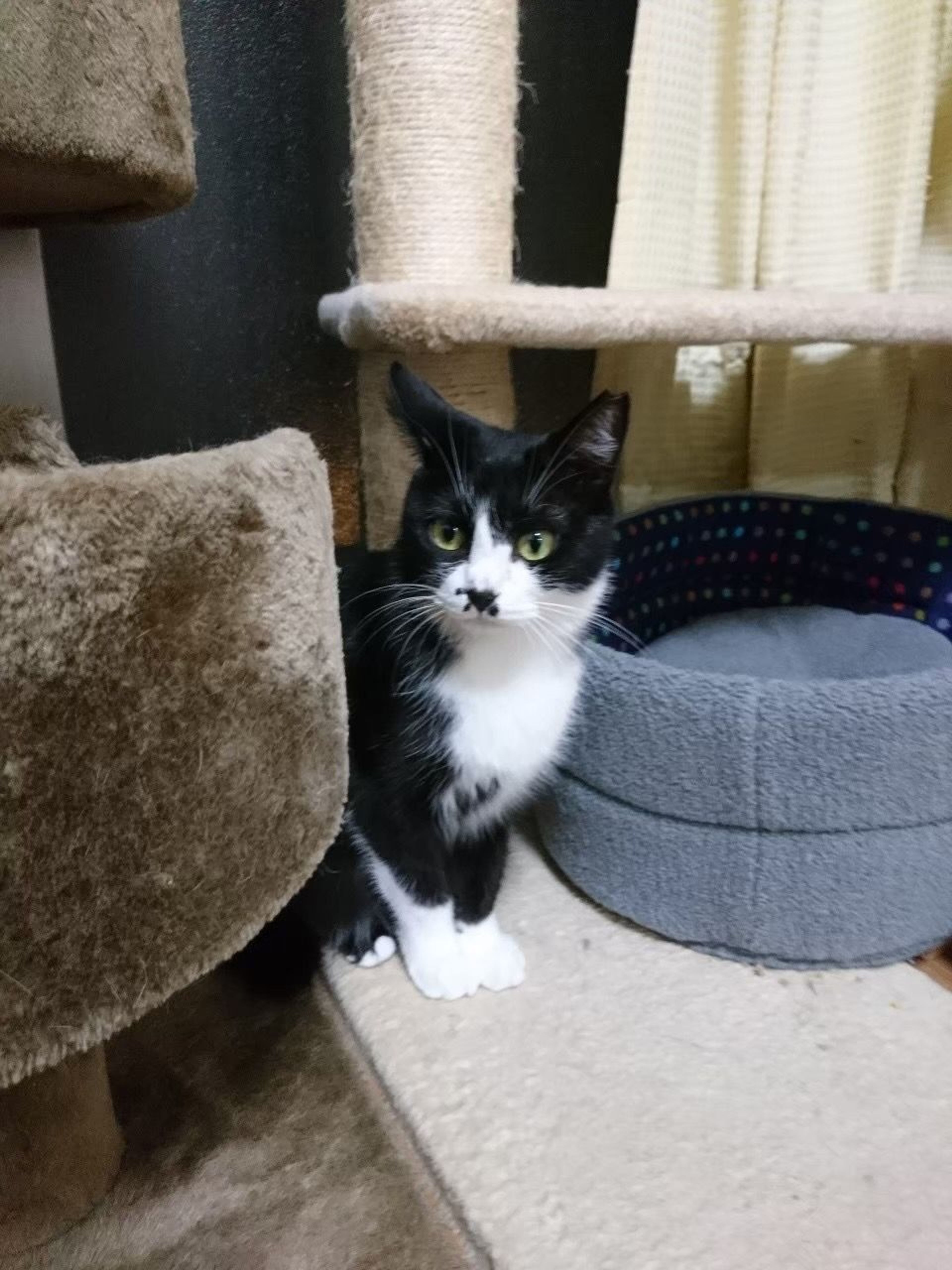 pet-image-4