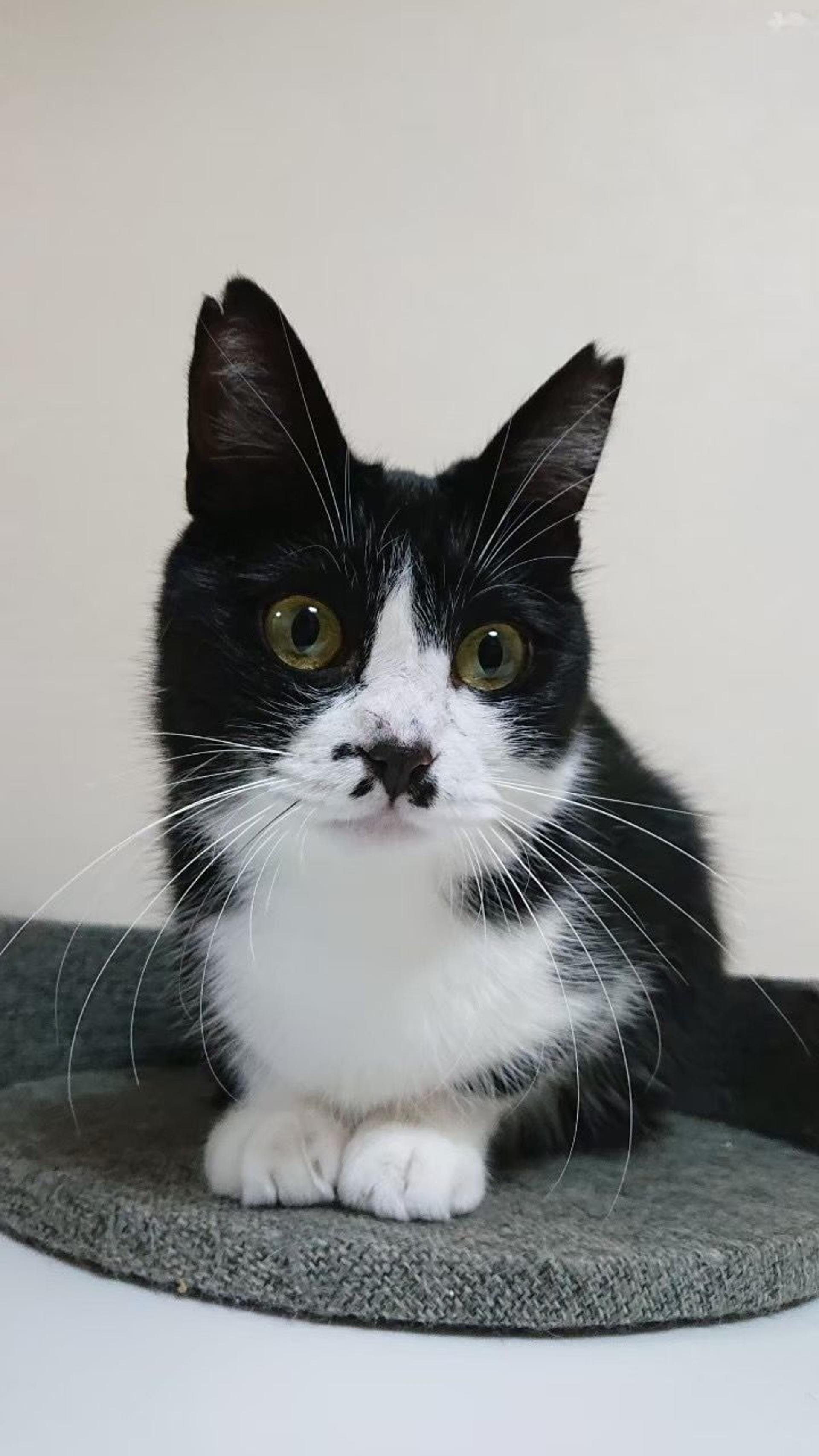 pet-image-5
