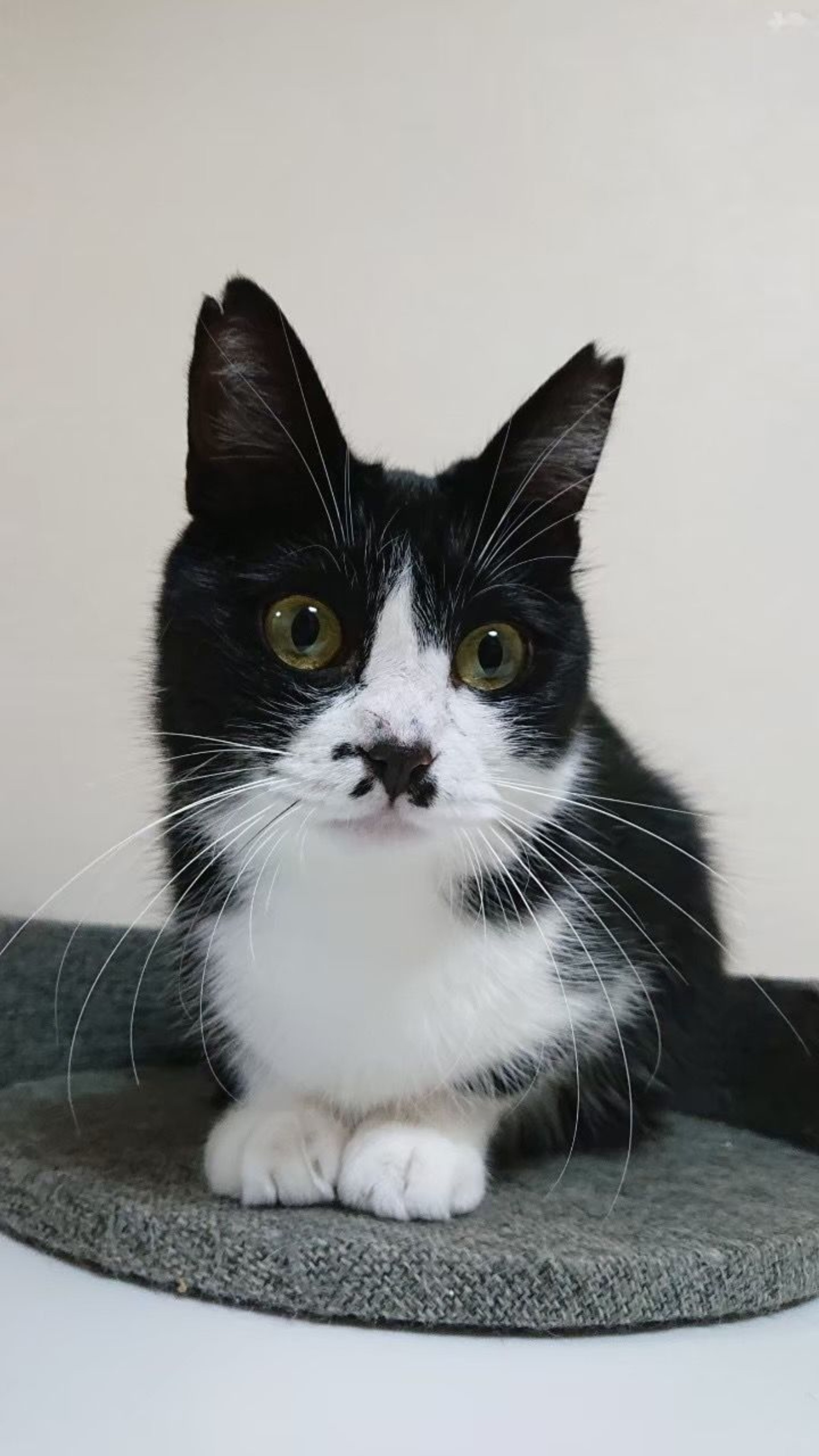 pet-image-5