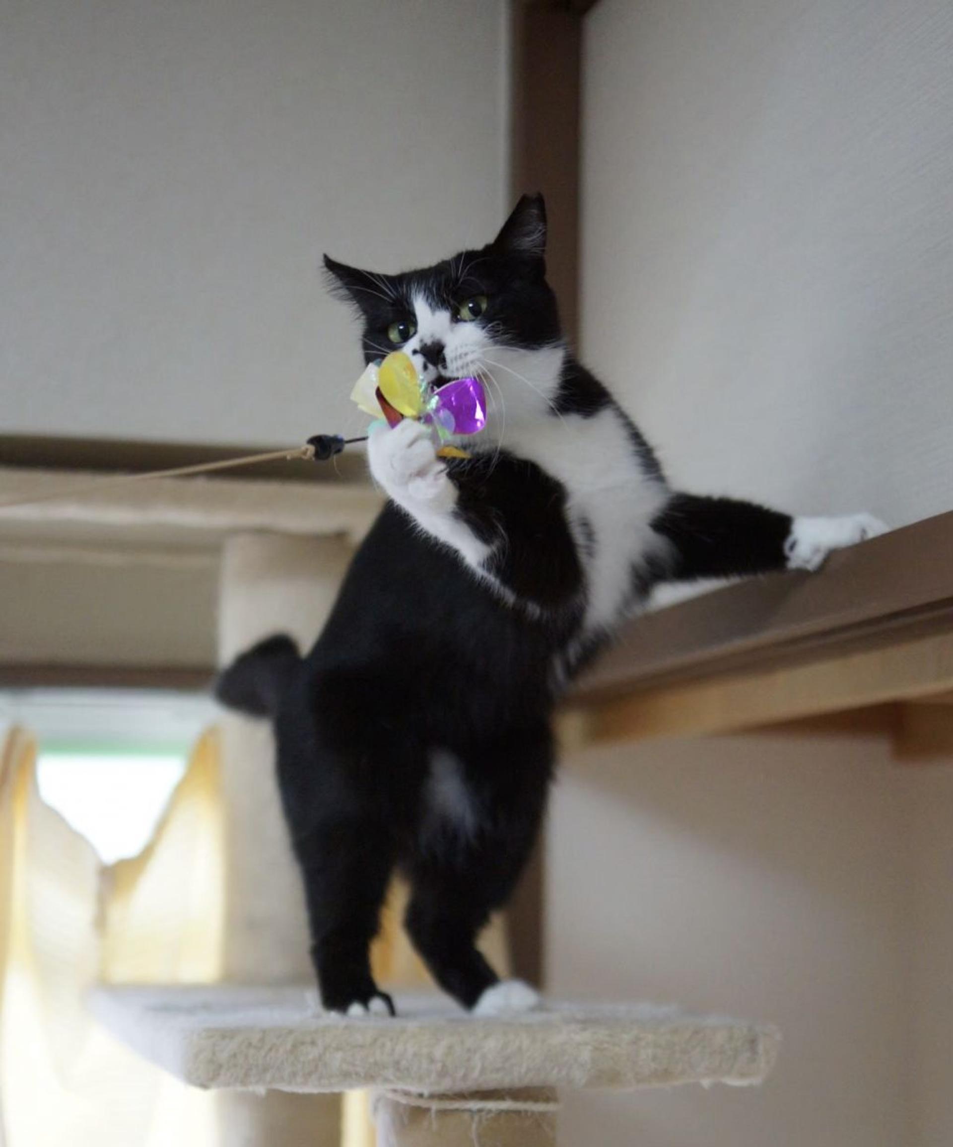 pet-image-7