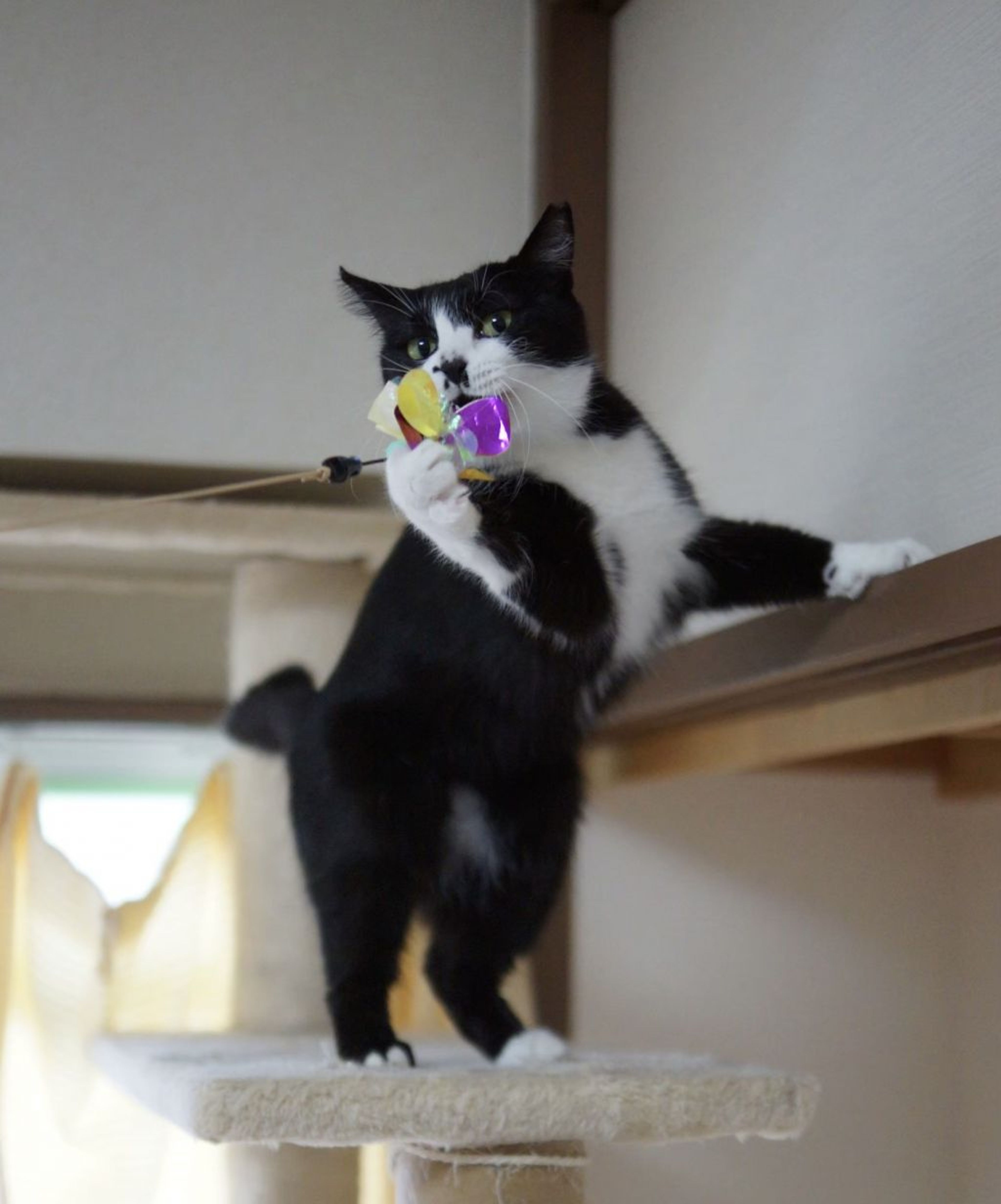 pet-image-7