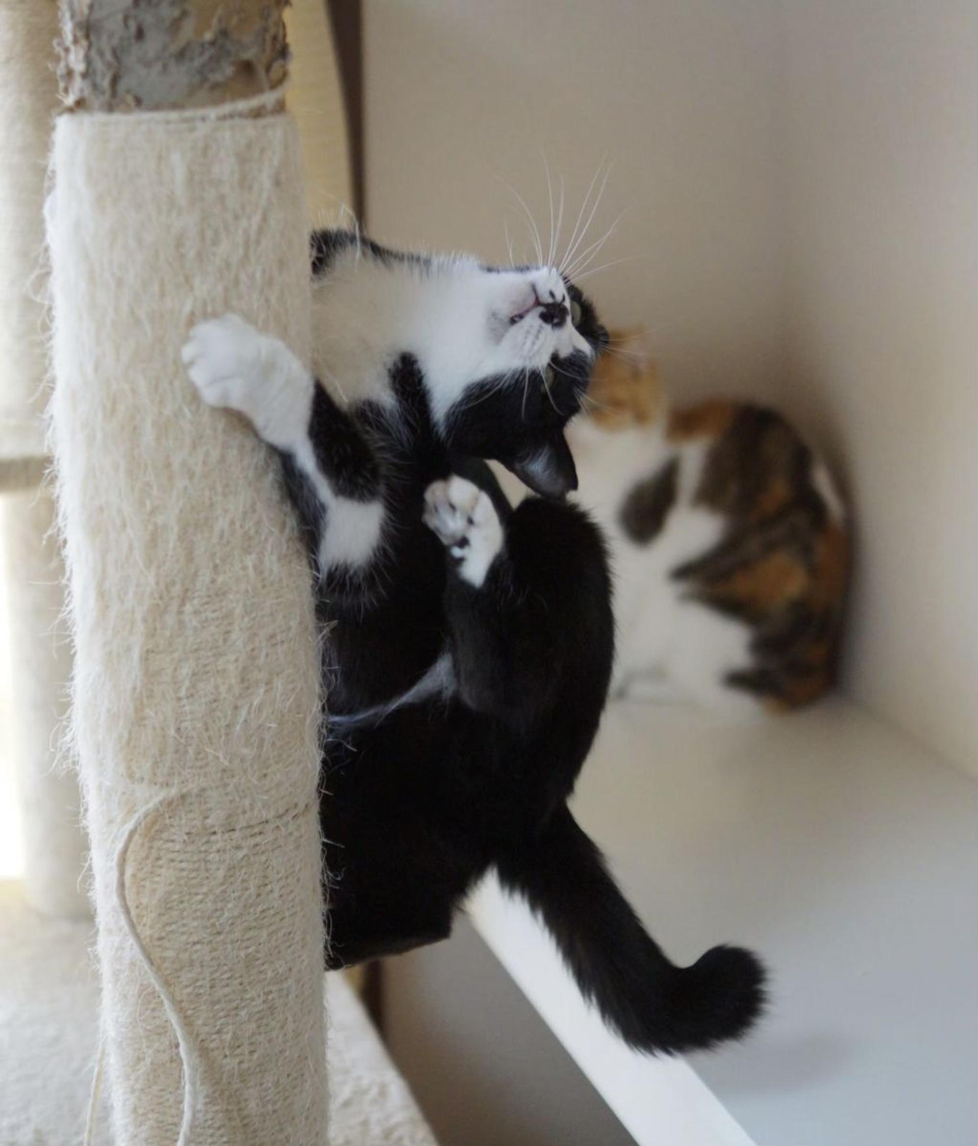pet-image-8