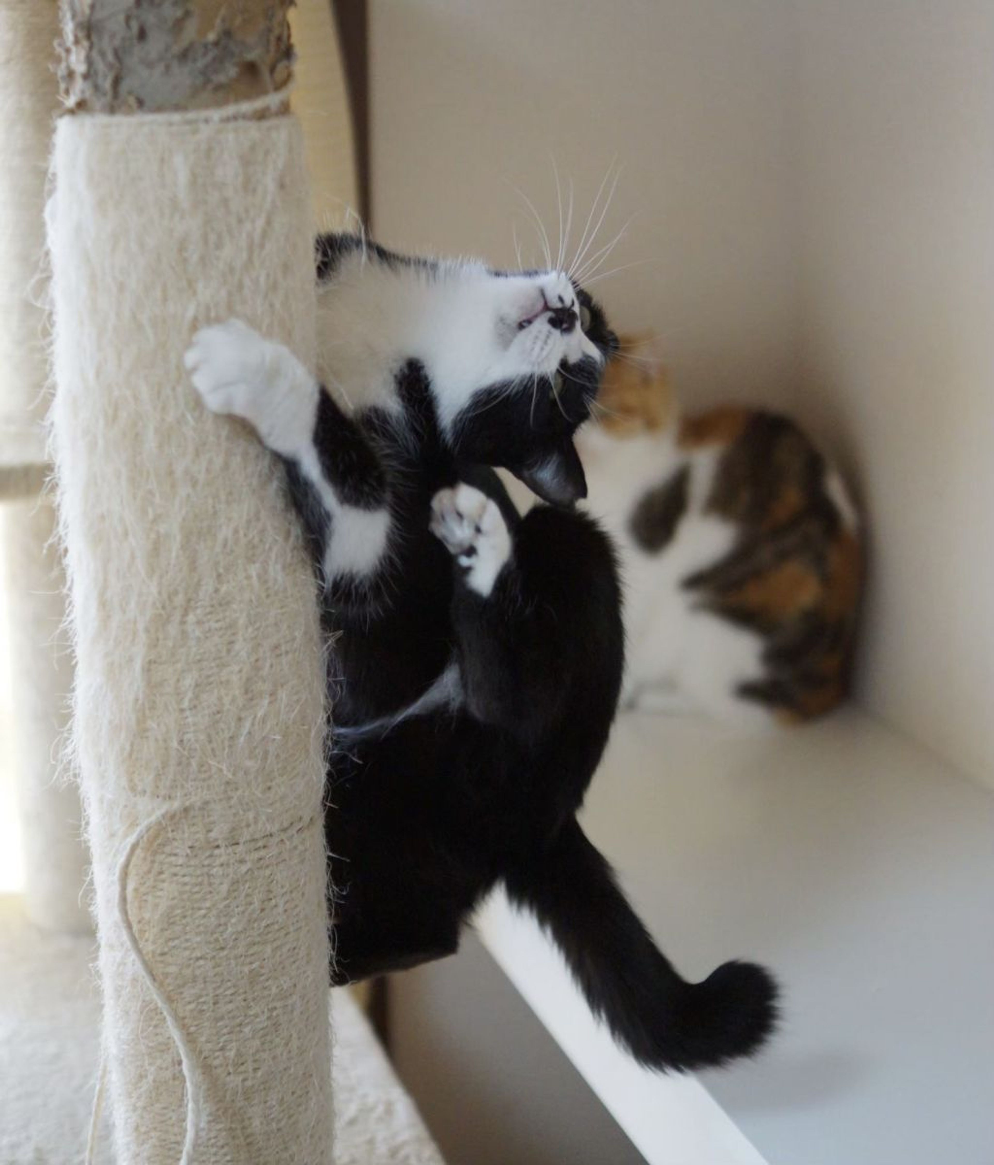 pet-image-8