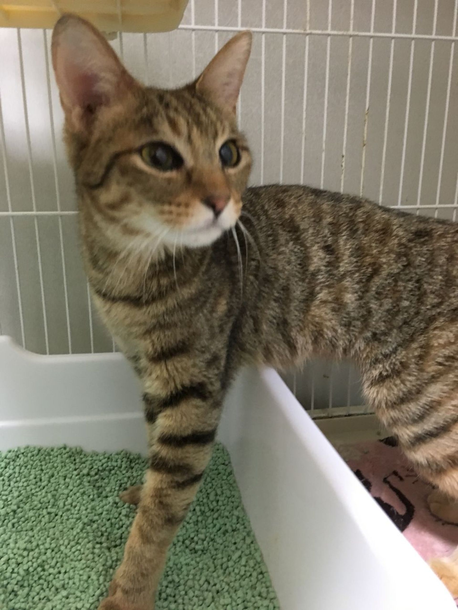 雑種（ミックス猫）・メスの里親募集の写真