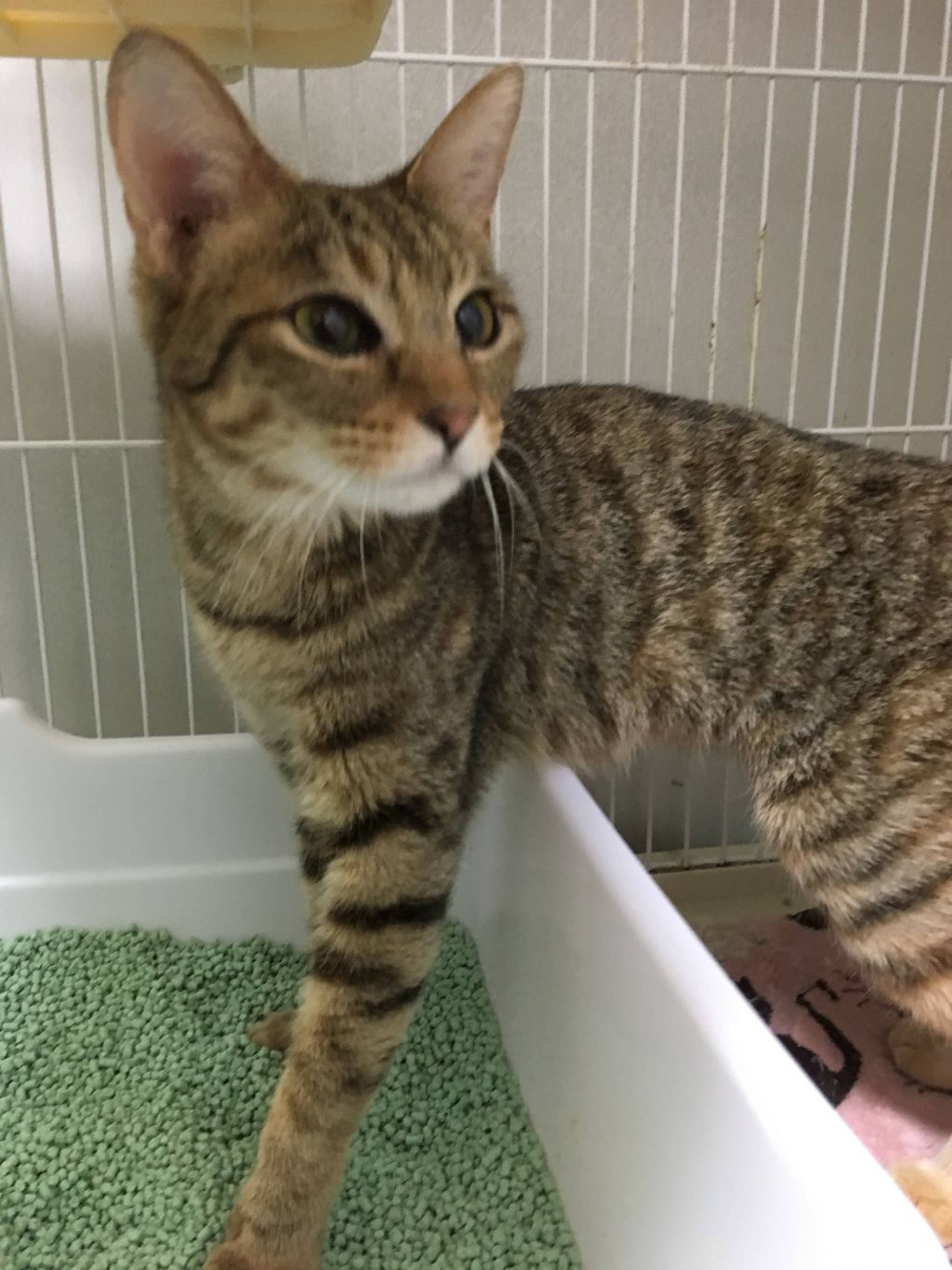 雑種（ミックス猫）・メスの里親募集の写真