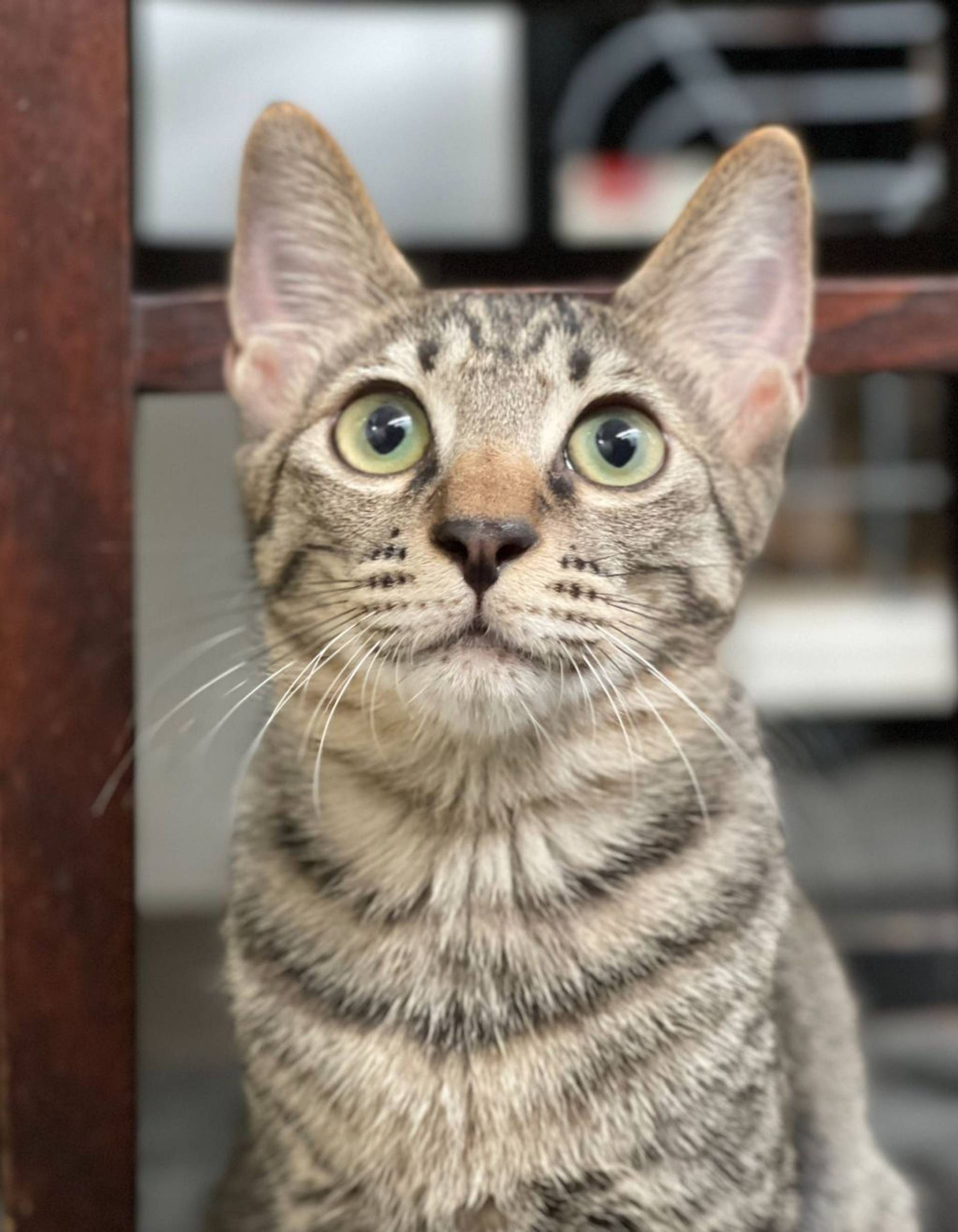雑種（ミックス猫）・オスの里親募集の写真