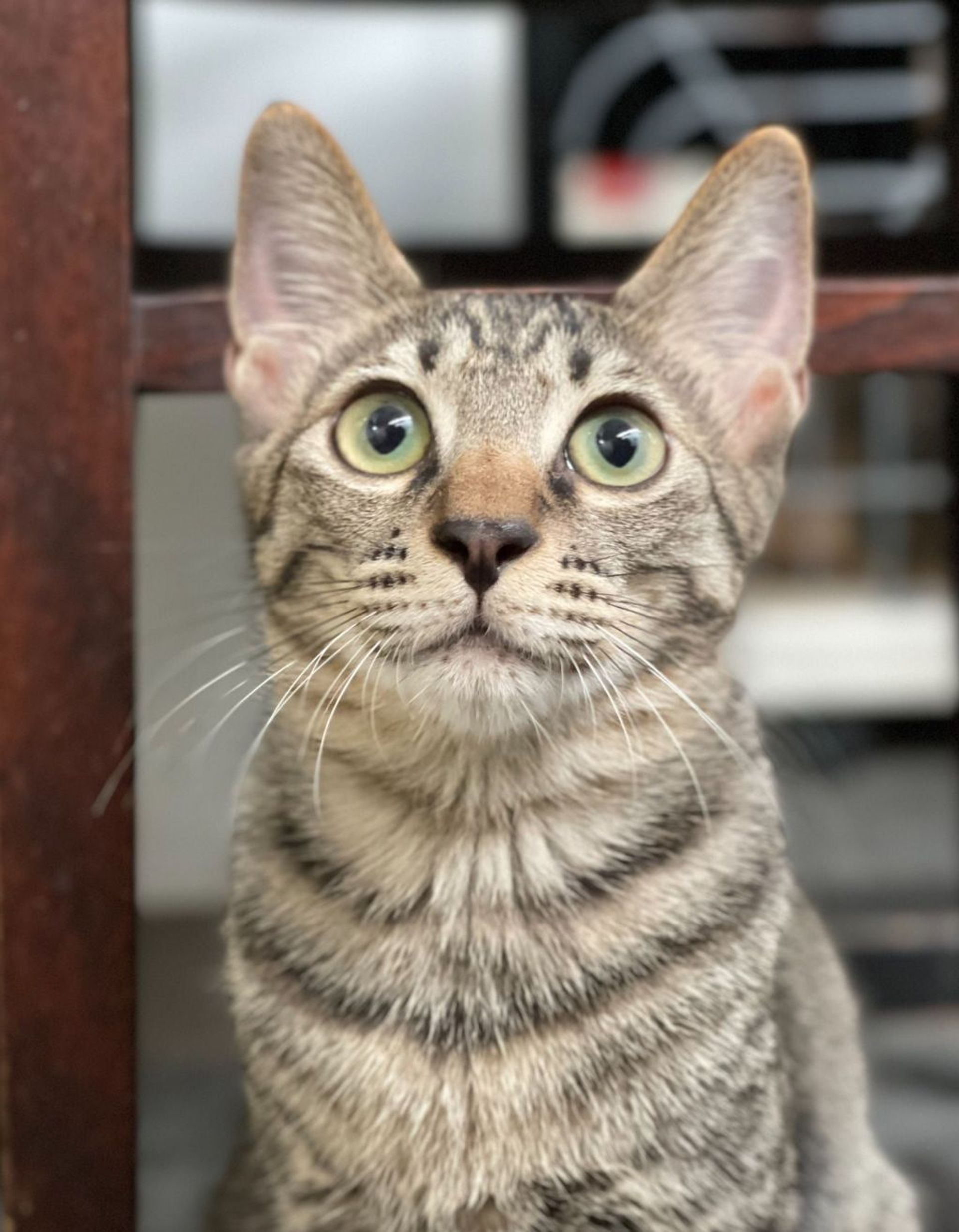 雑種（ミックス猫）・オスの里親募集の写真