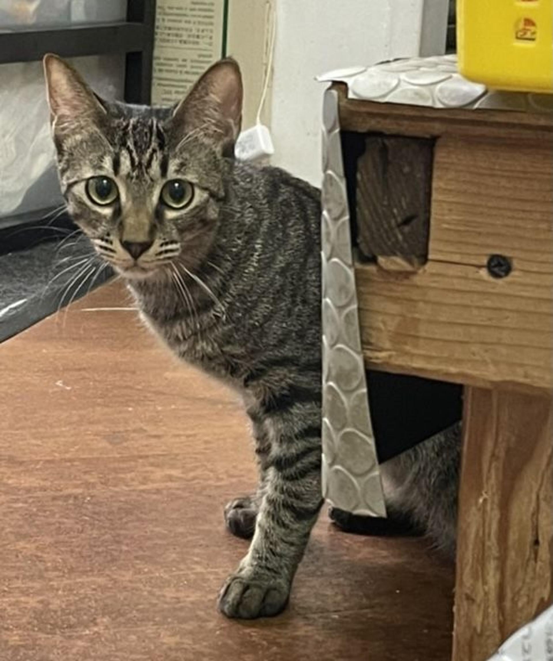 pet-image-2