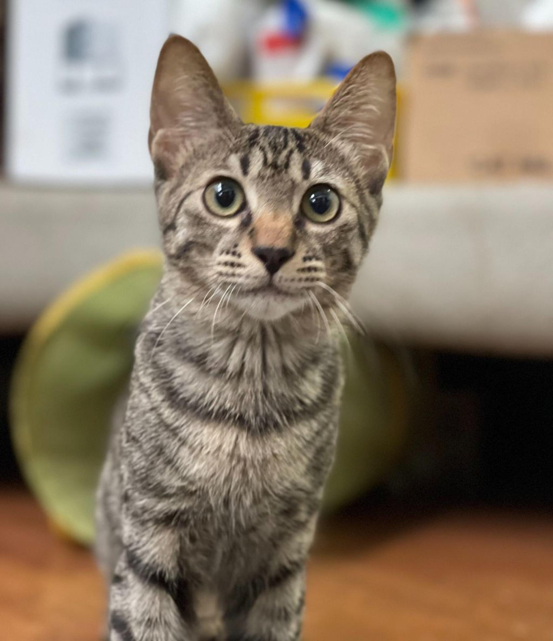 pet-image-4