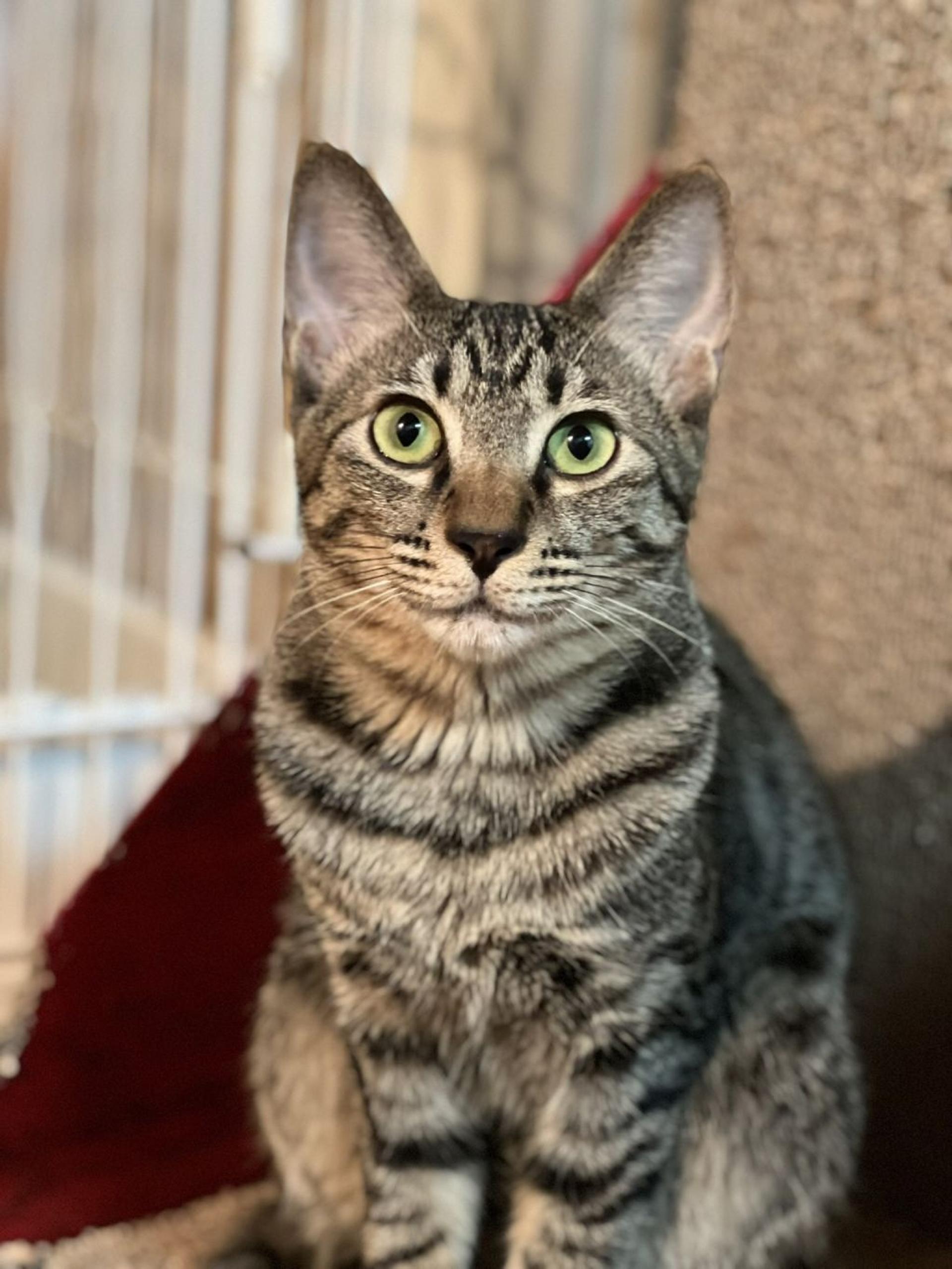 pet-image-6