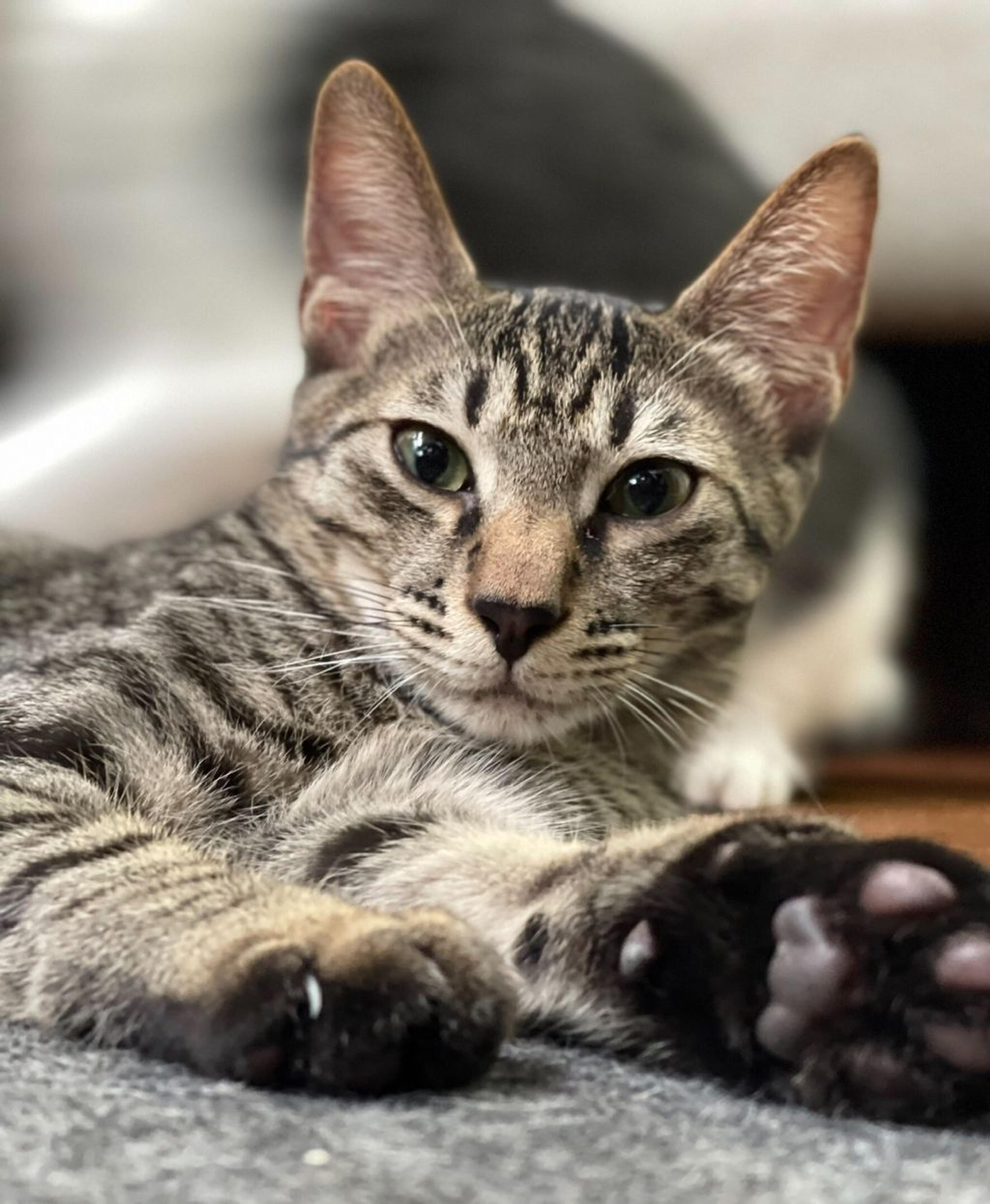 pet-image-7