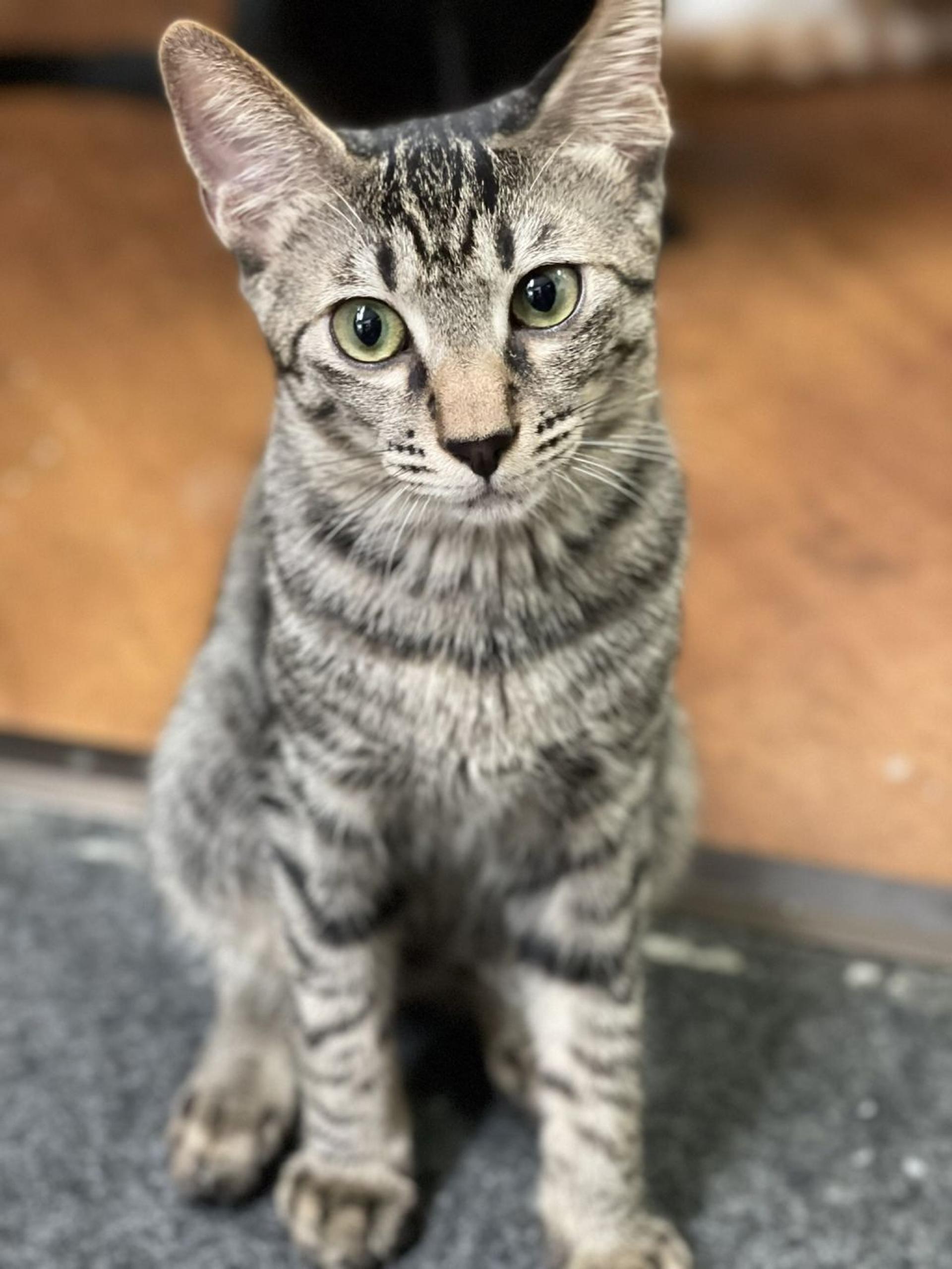 pet-image-8