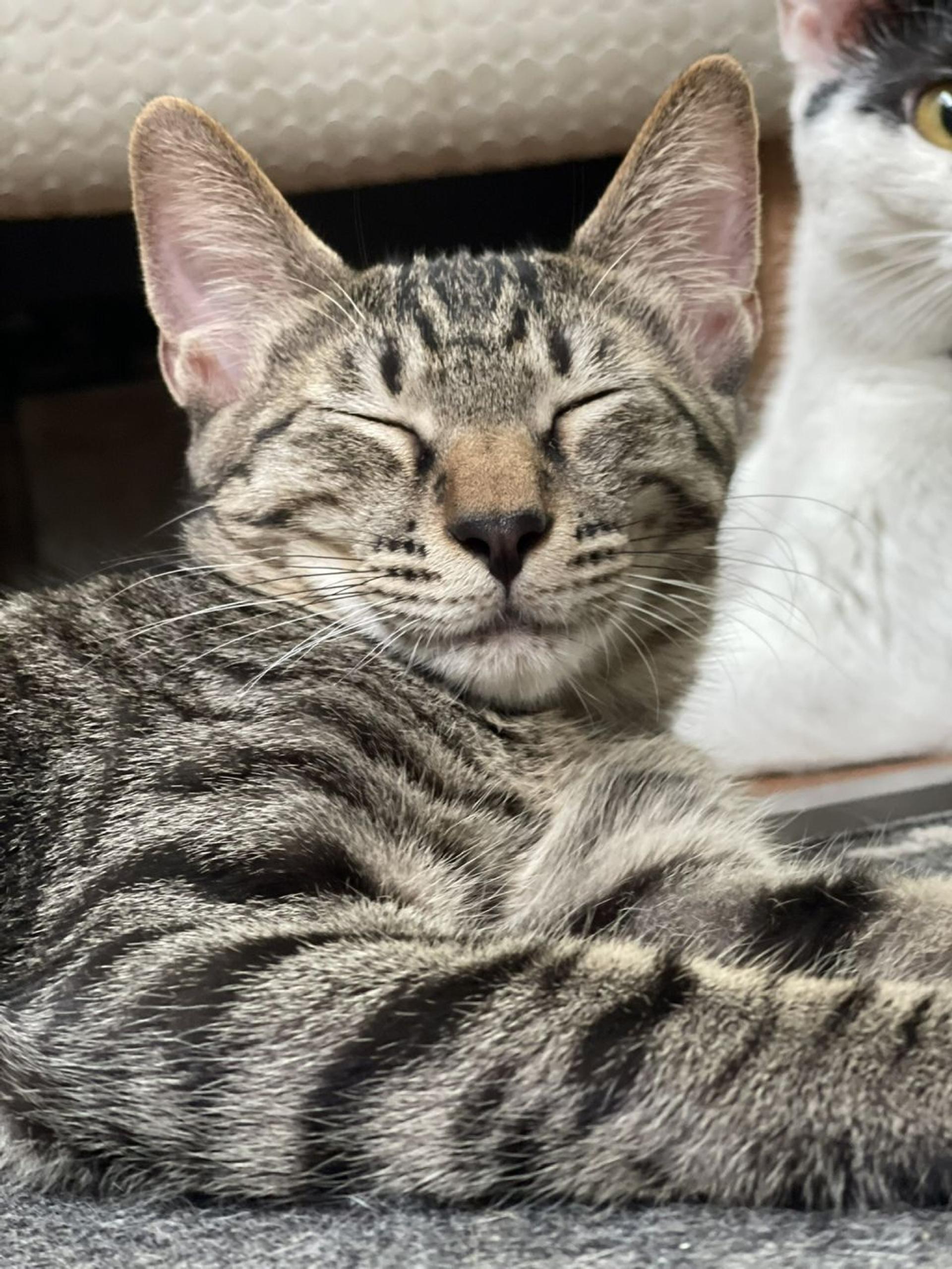 pet-image-9