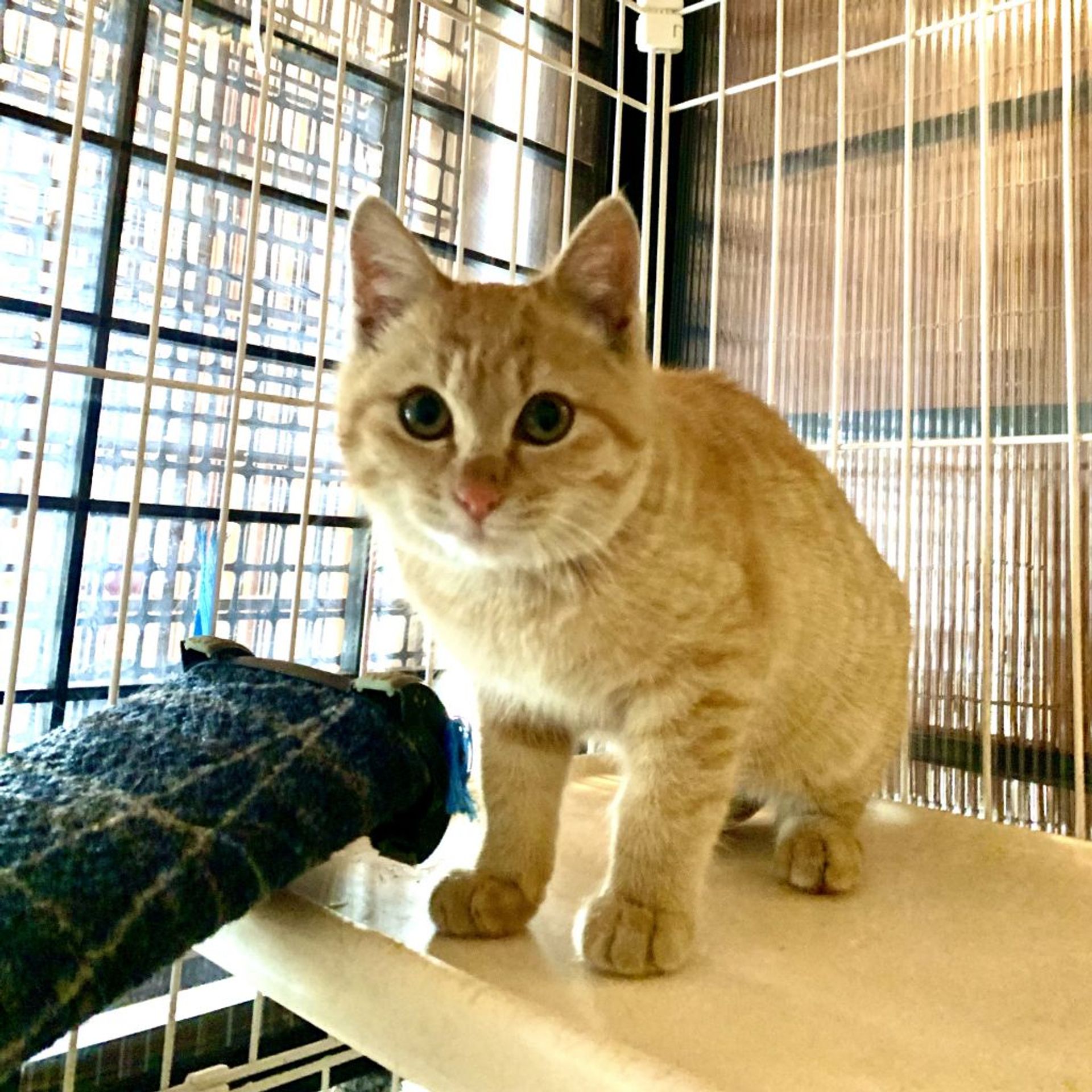 雑種（ミックス猫）・メスの里親募集の写真