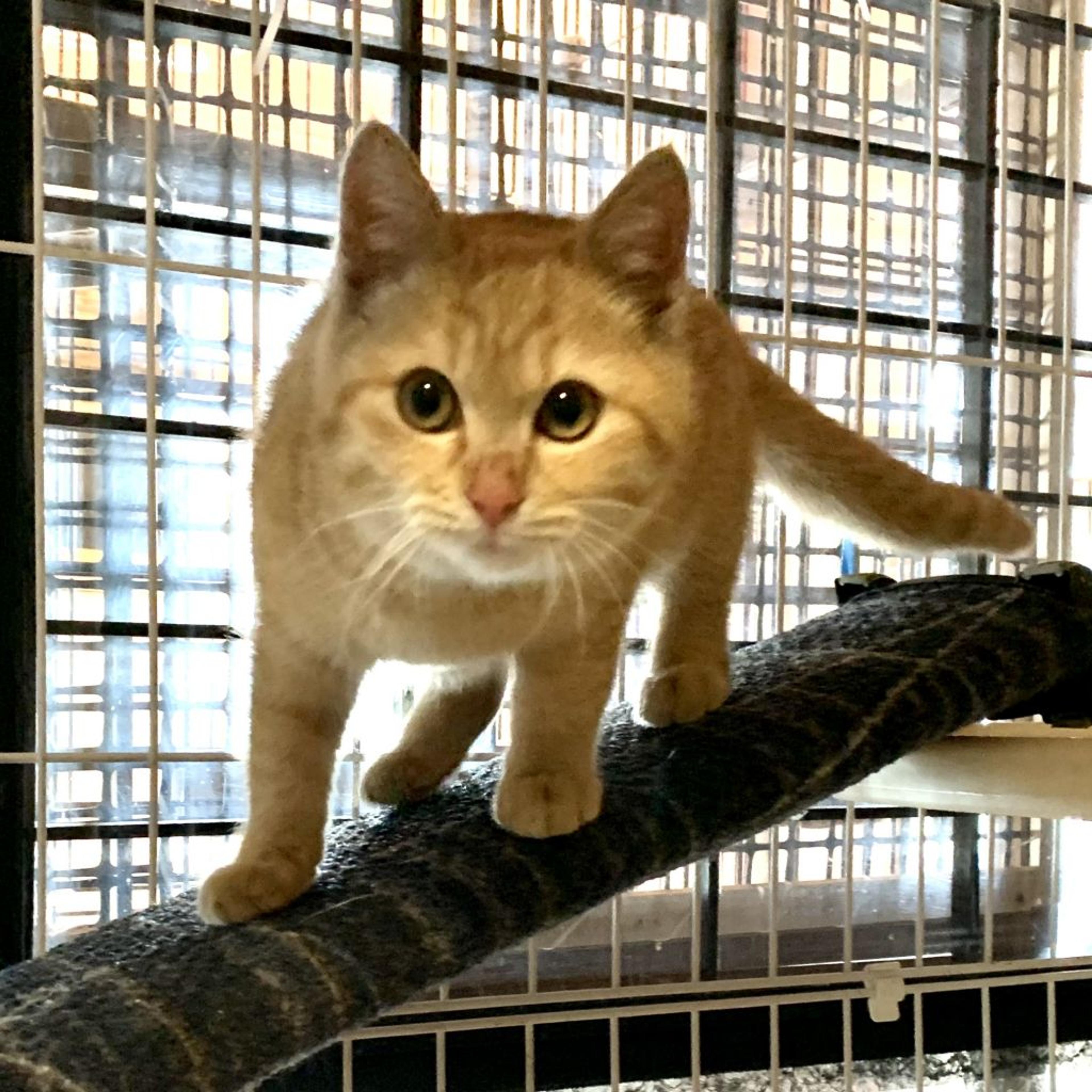 pet-image-2