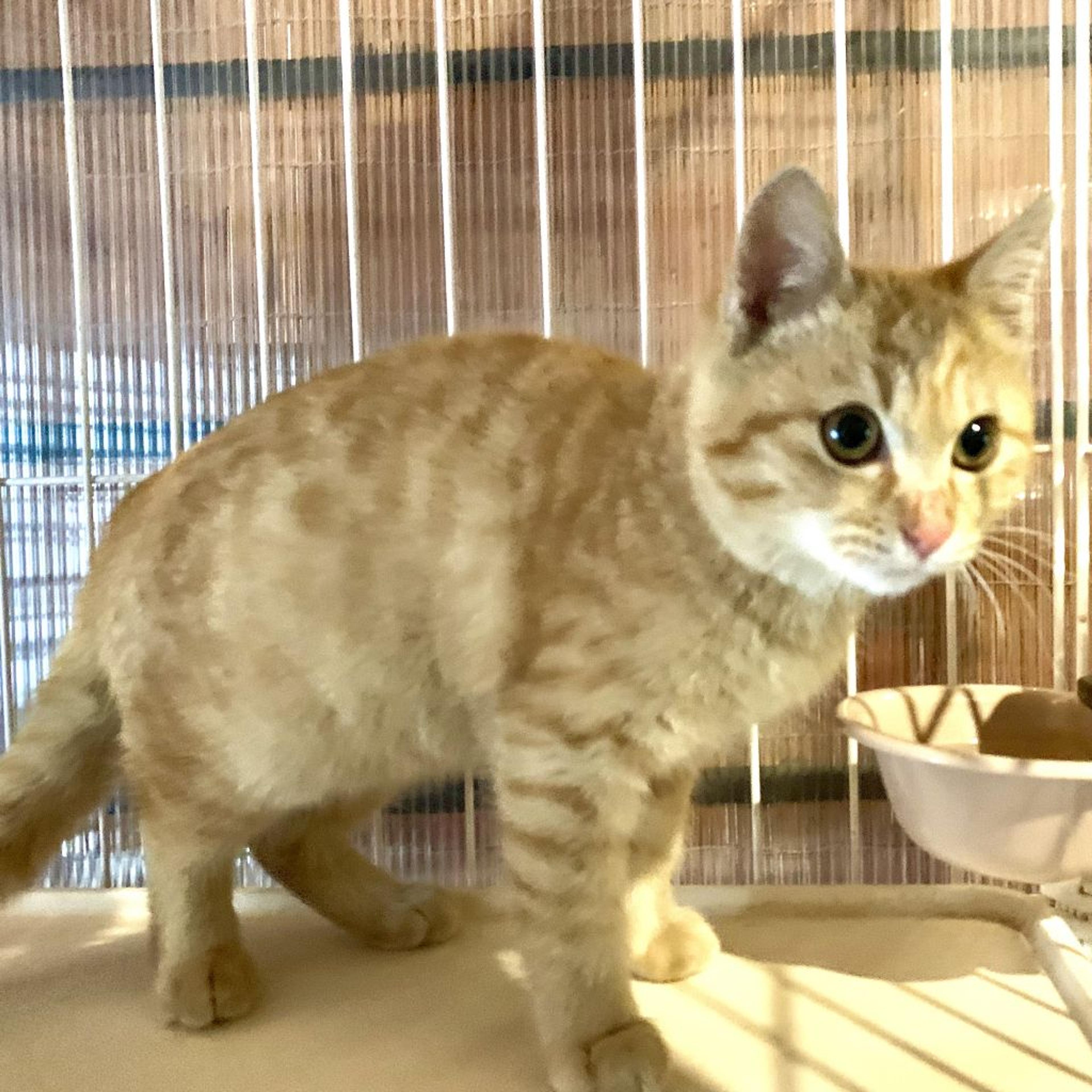 pet-image-3