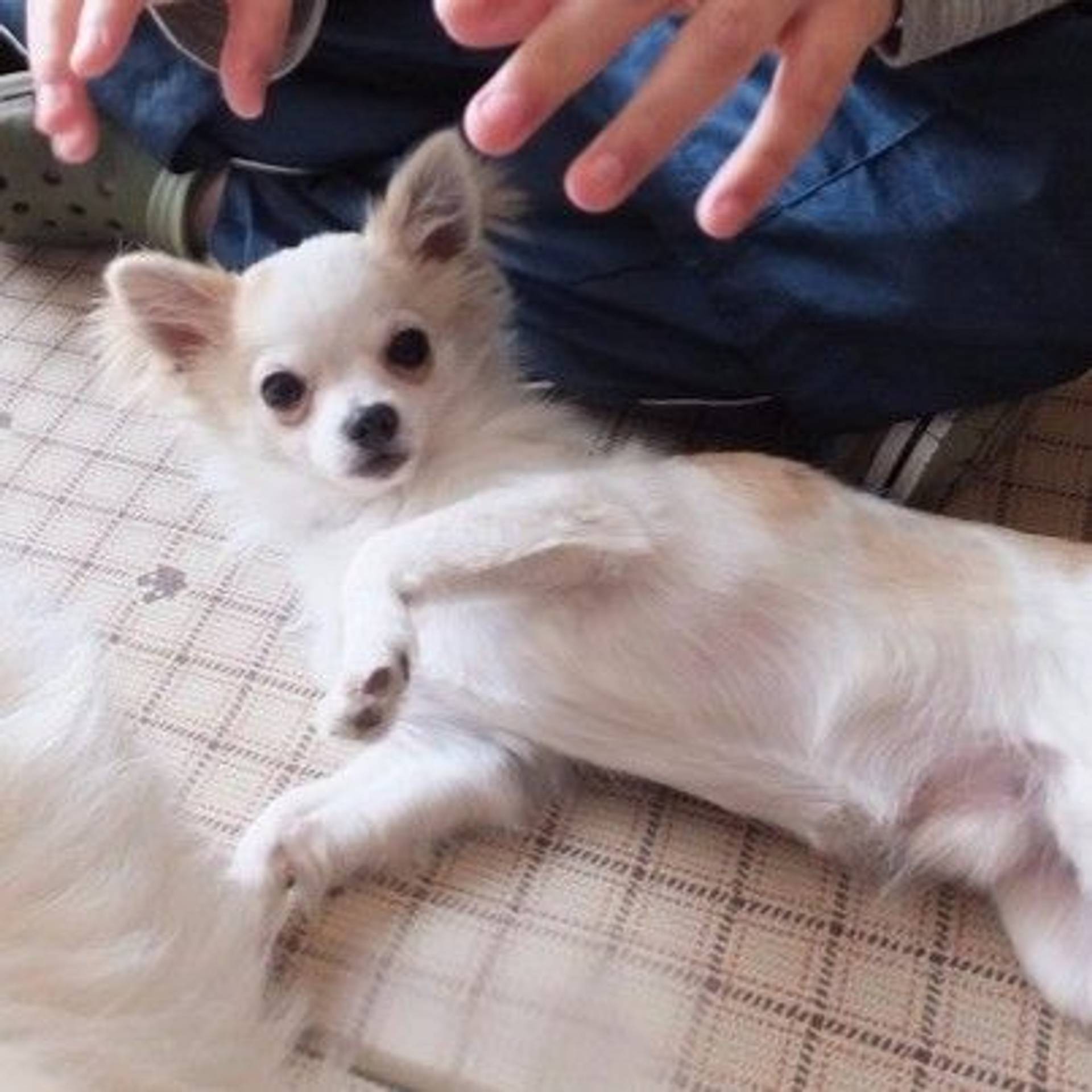 チワワ・オスの里親募集の写真