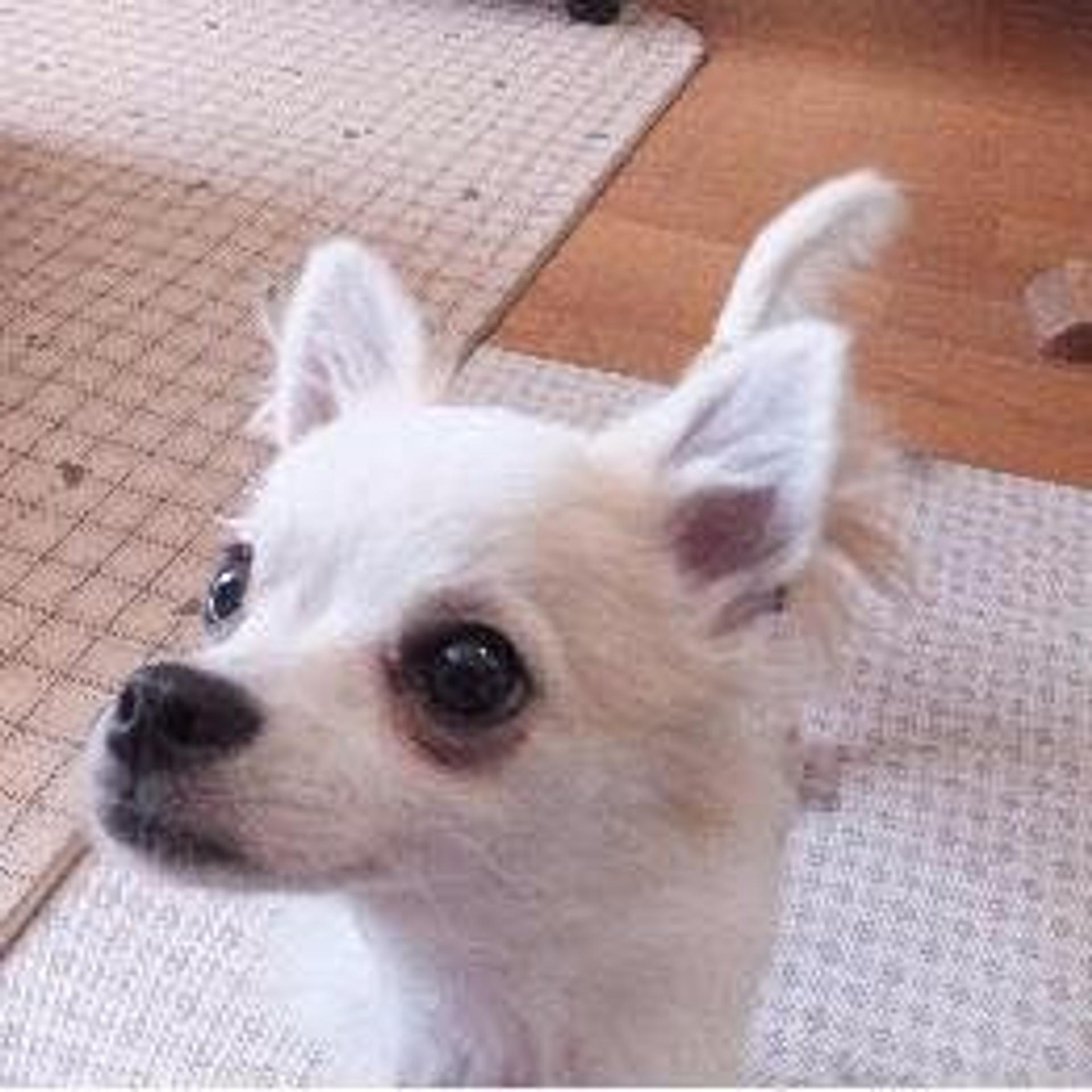 pet-image-2