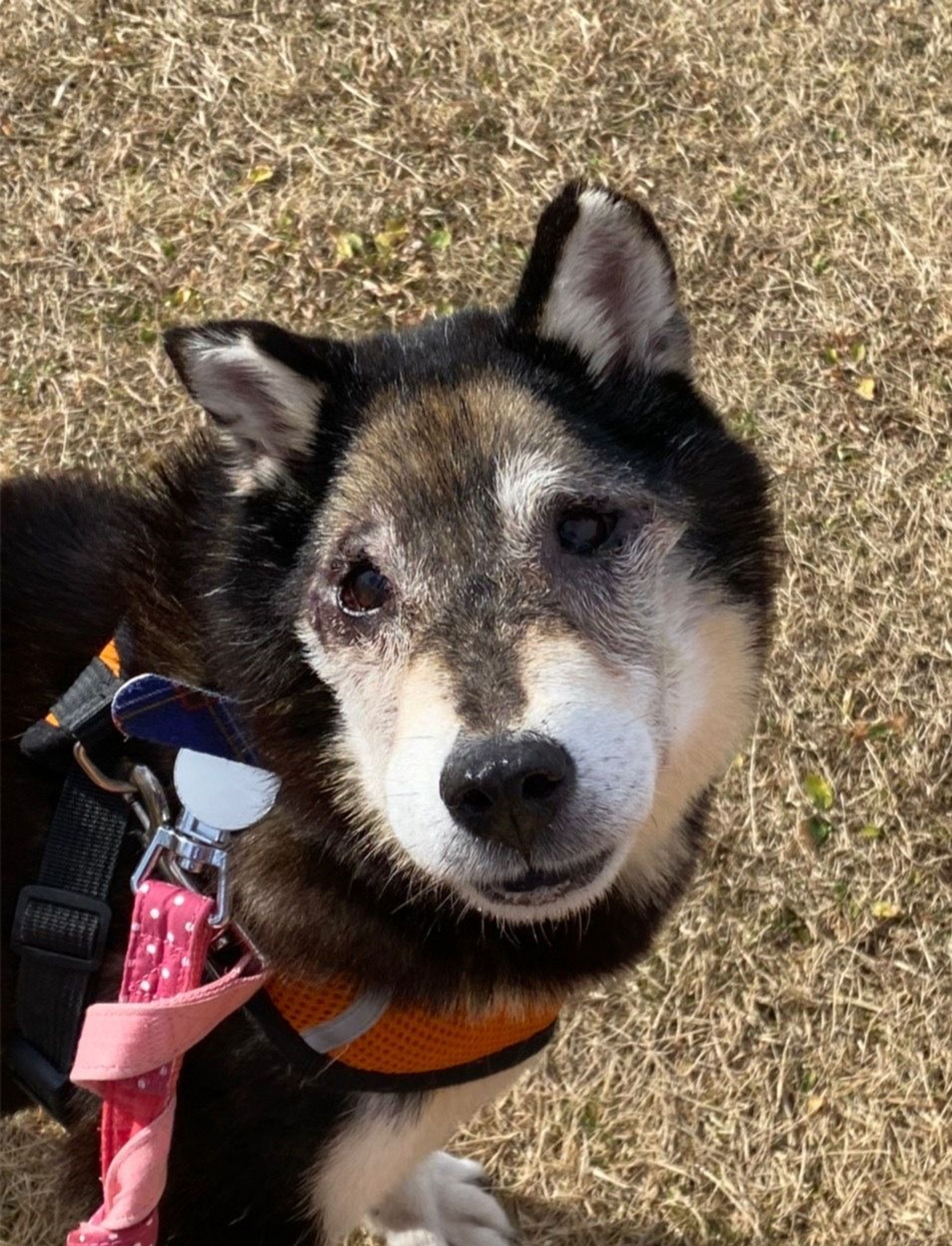 柴犬・メスの里親募集の写真