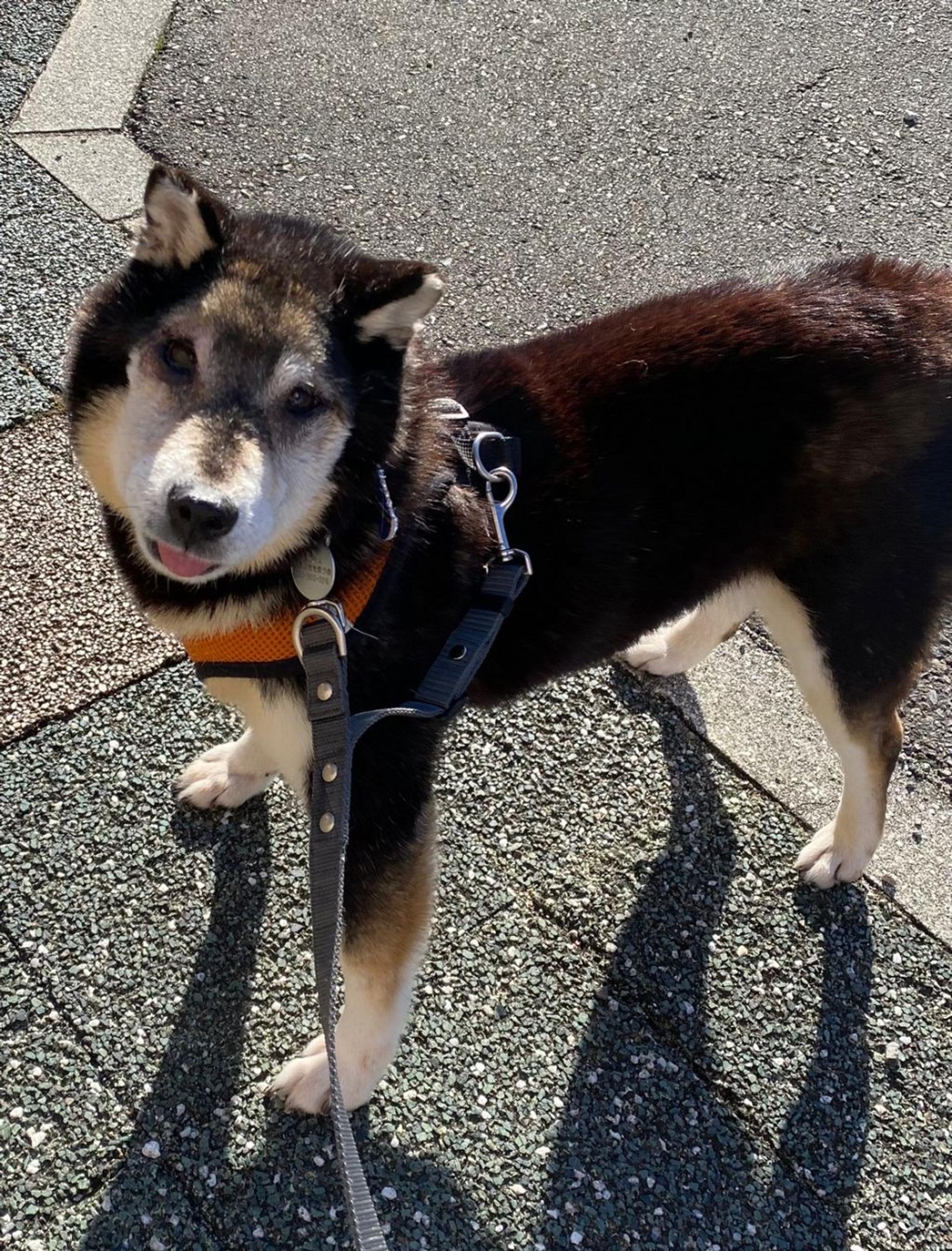 pet-image-3
