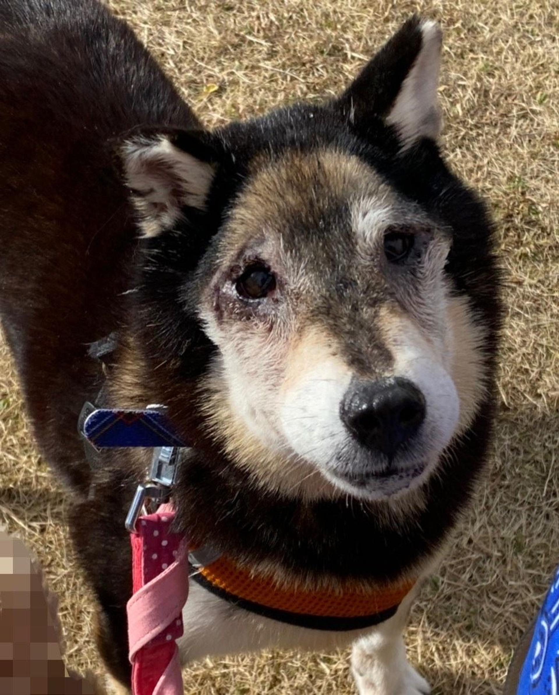 pet-image-4