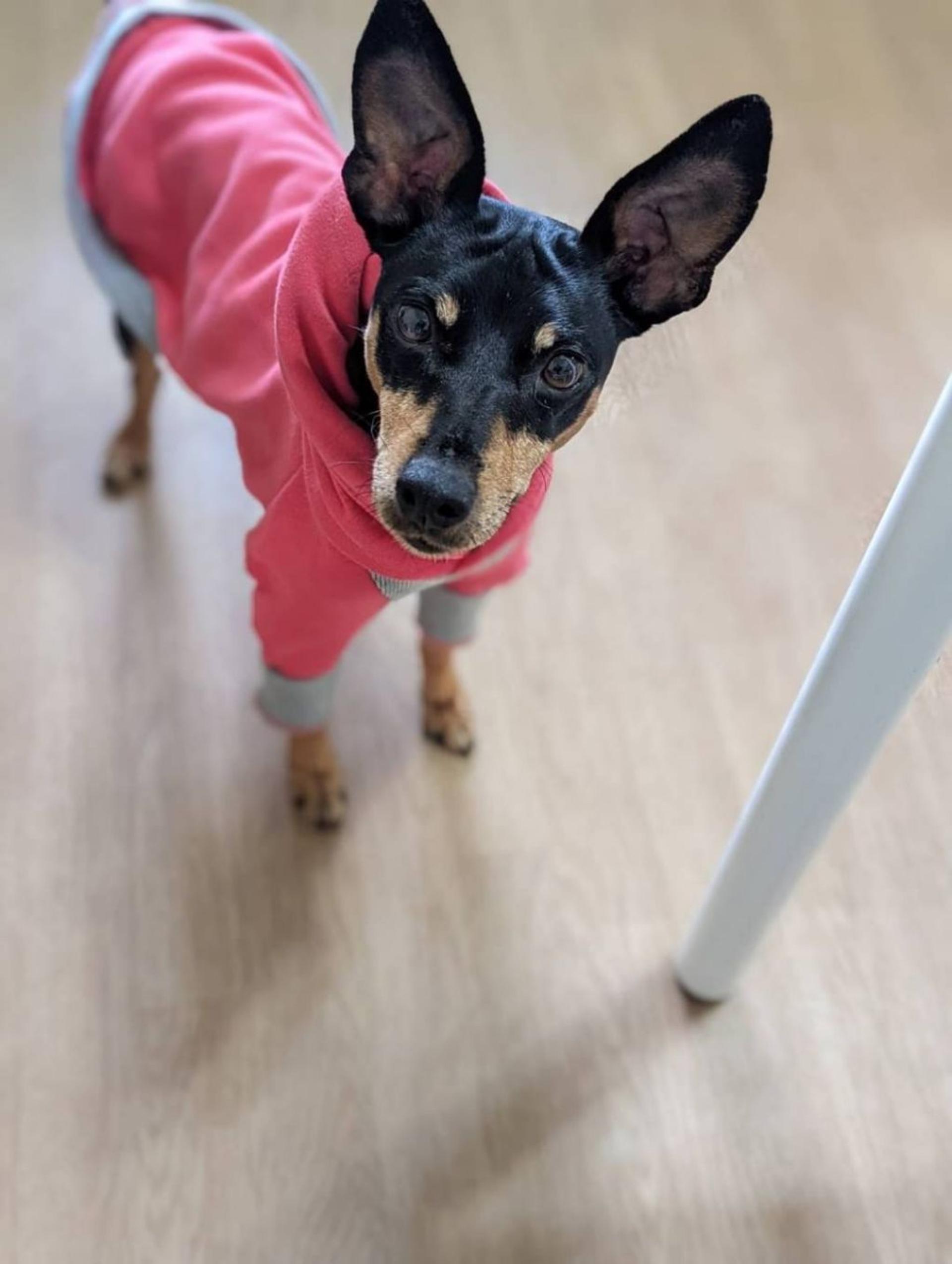 pet-image-3